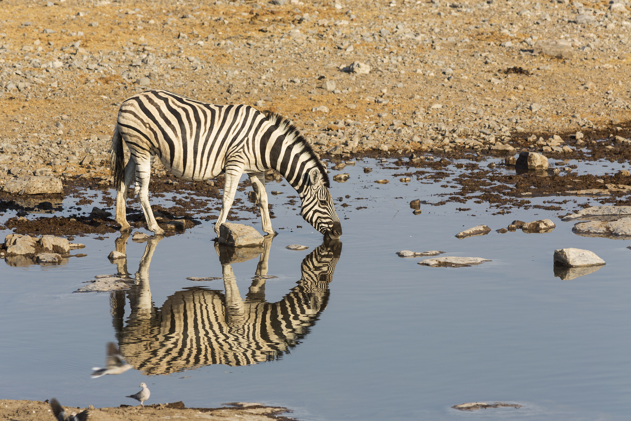 Zebra ad Etosha