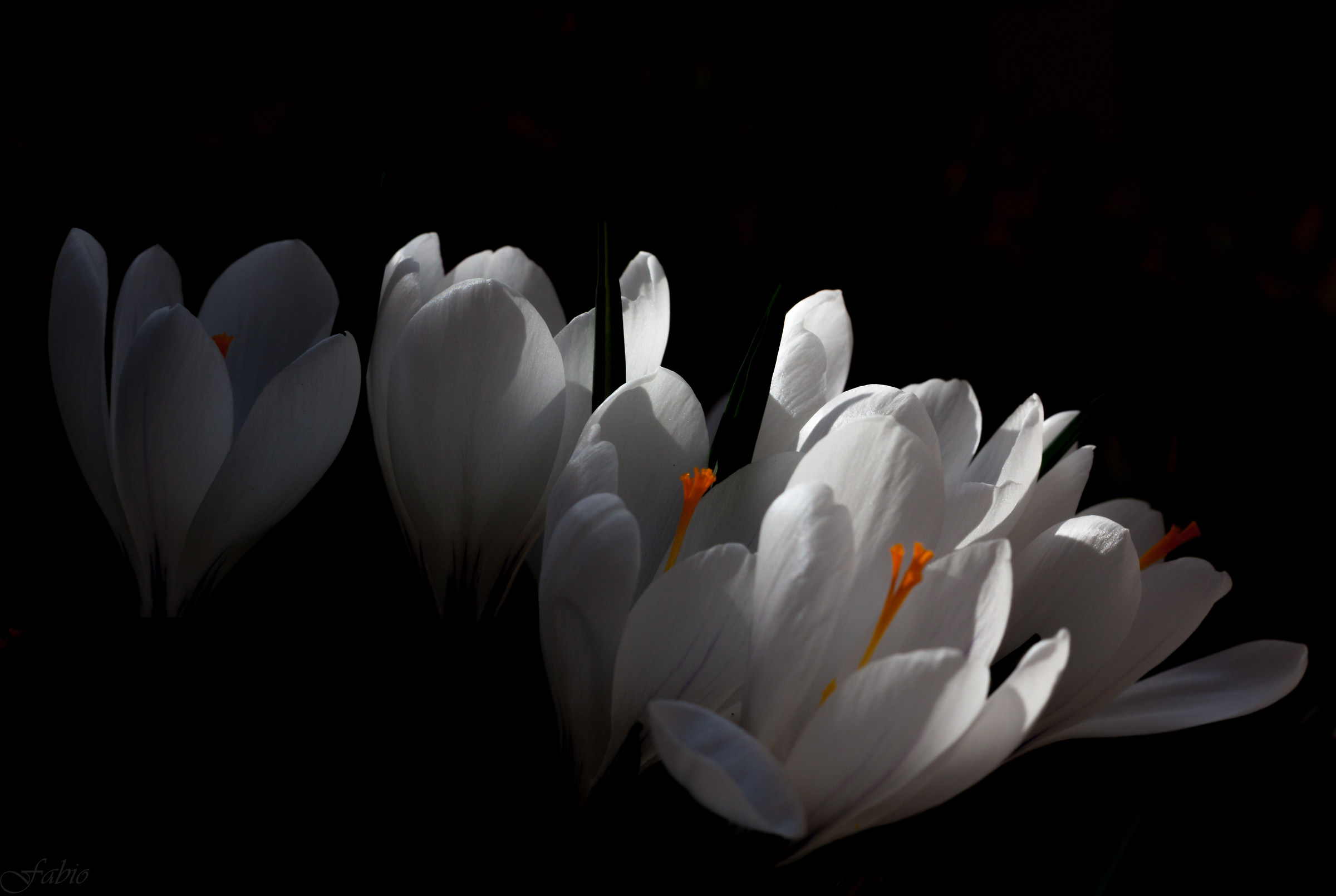 Crocus