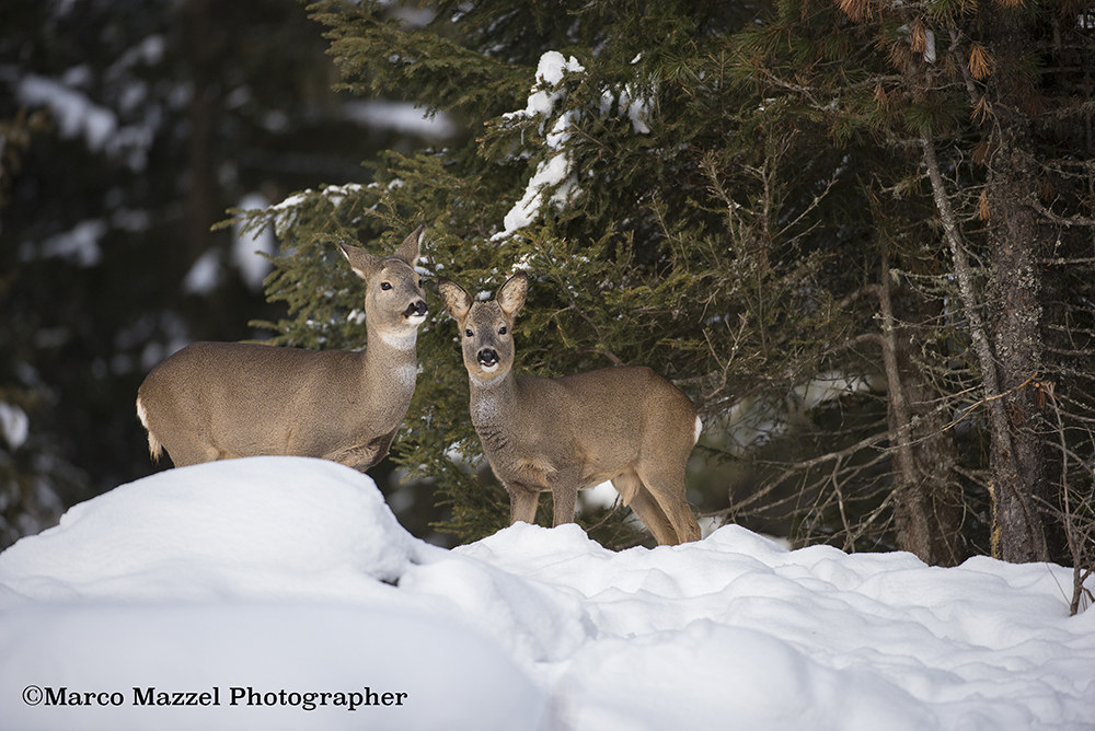 The elegance of venison