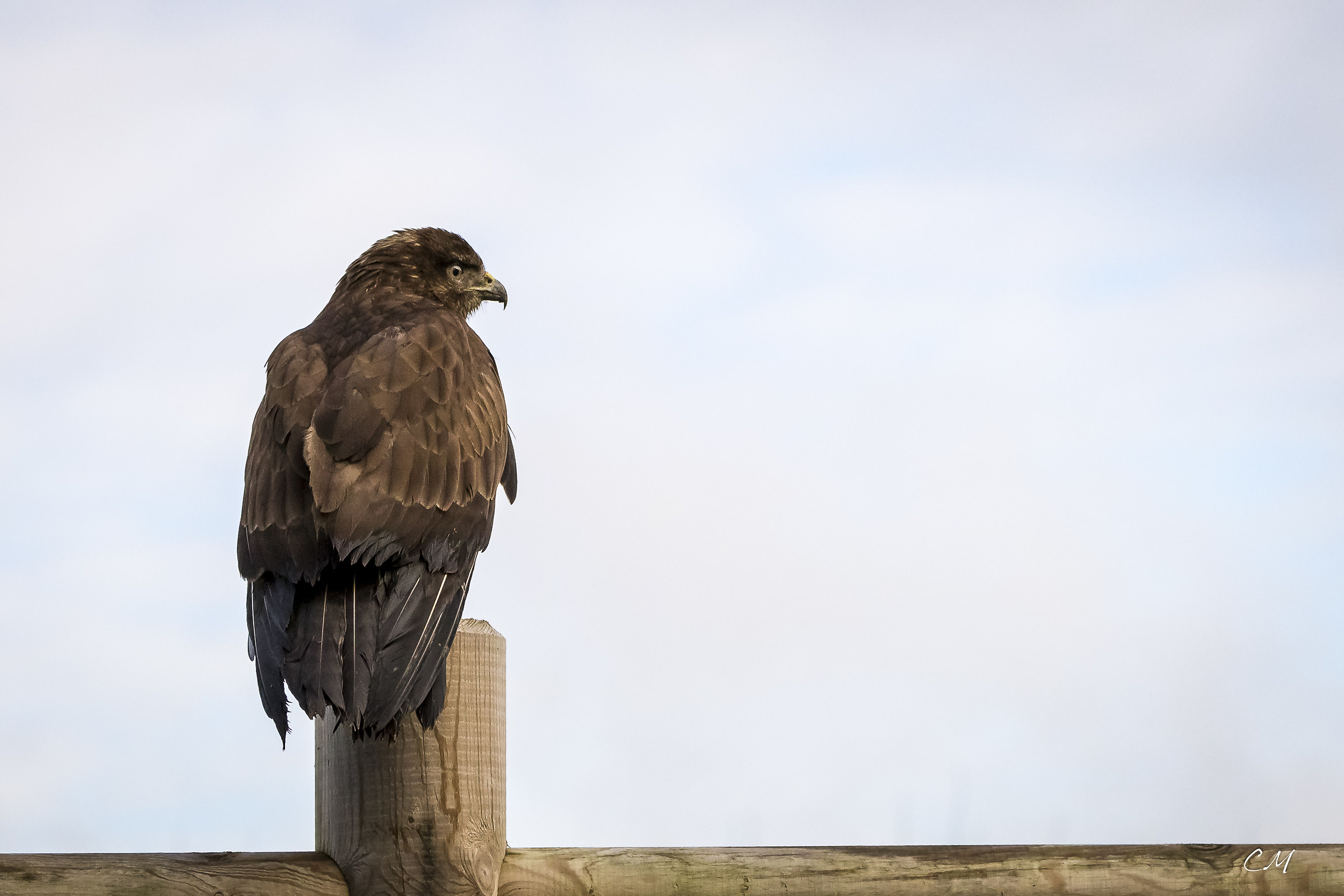close encounters in the Breton countryside