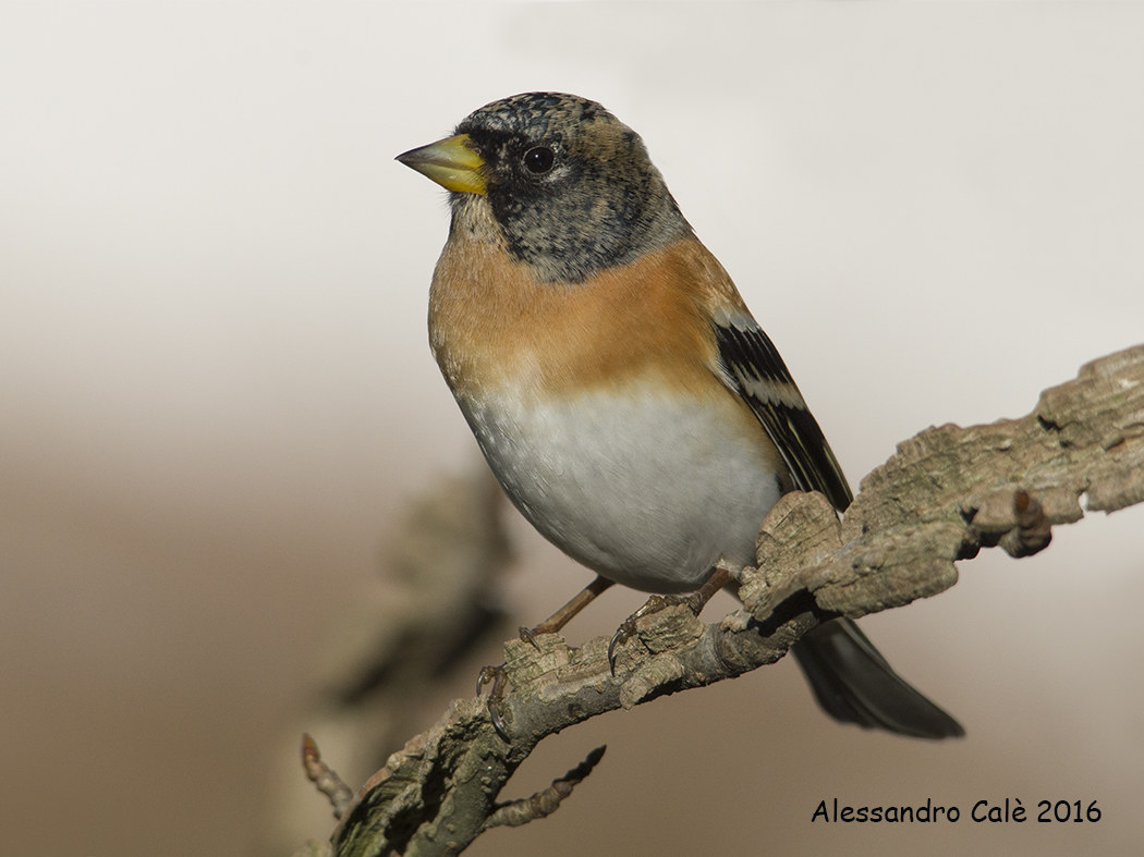 Fringilla montifringilla (Peppola) 1355