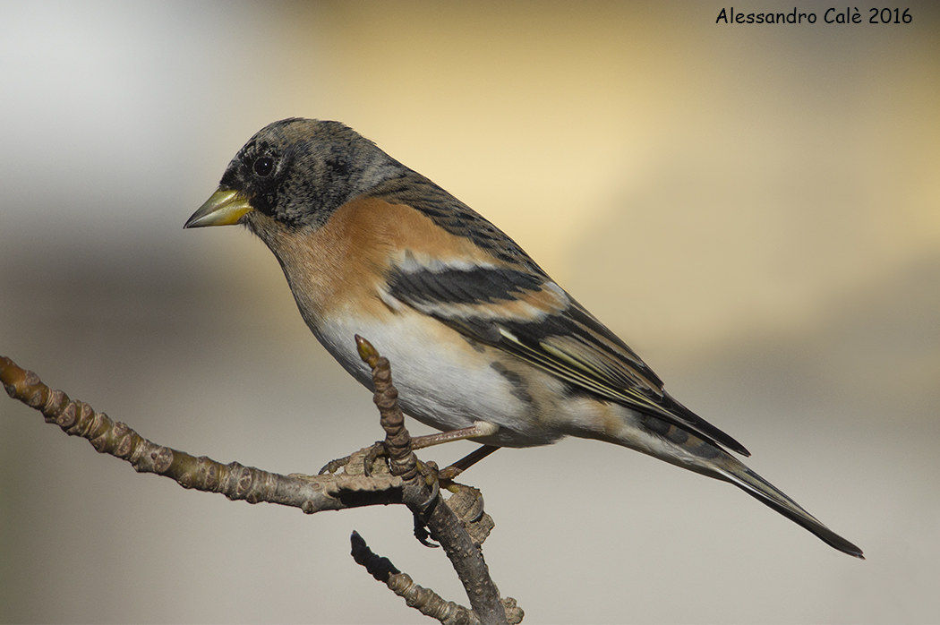 Fringilla montifringilla (Peppola) 1471