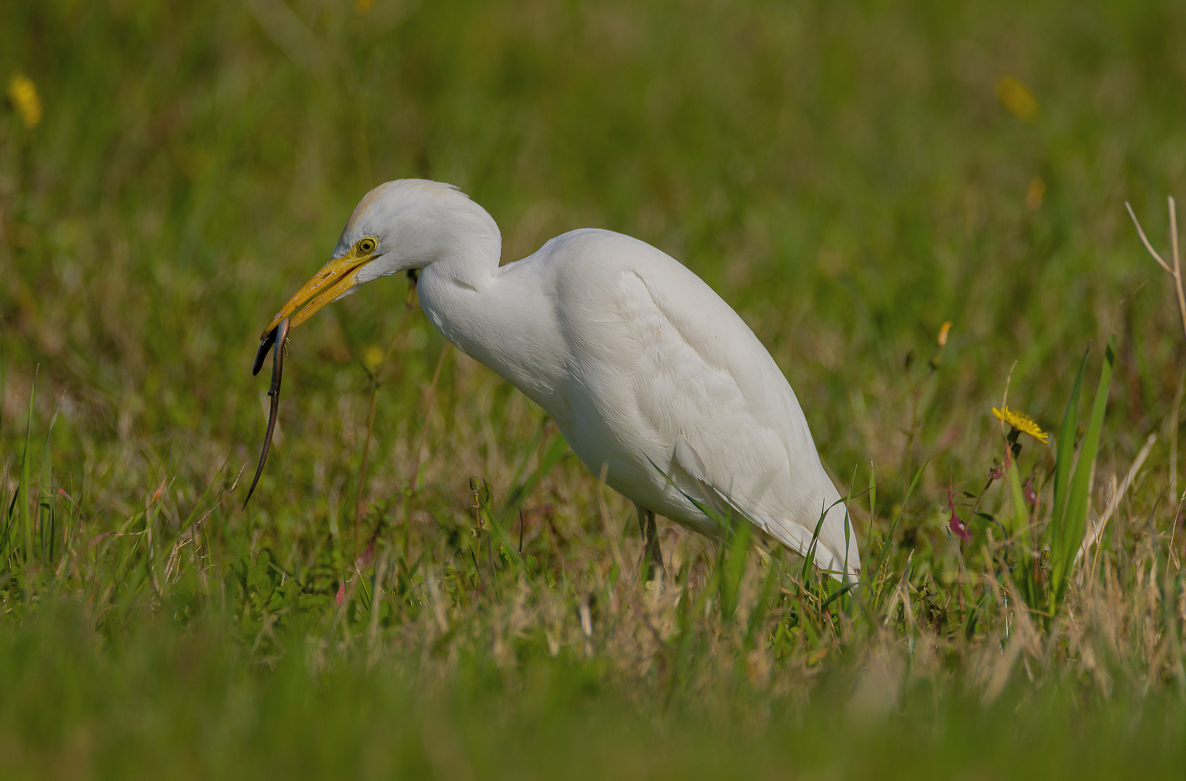 airone guardiabuoi con preda