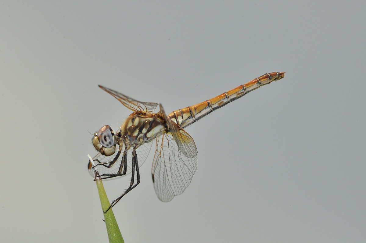 libellula