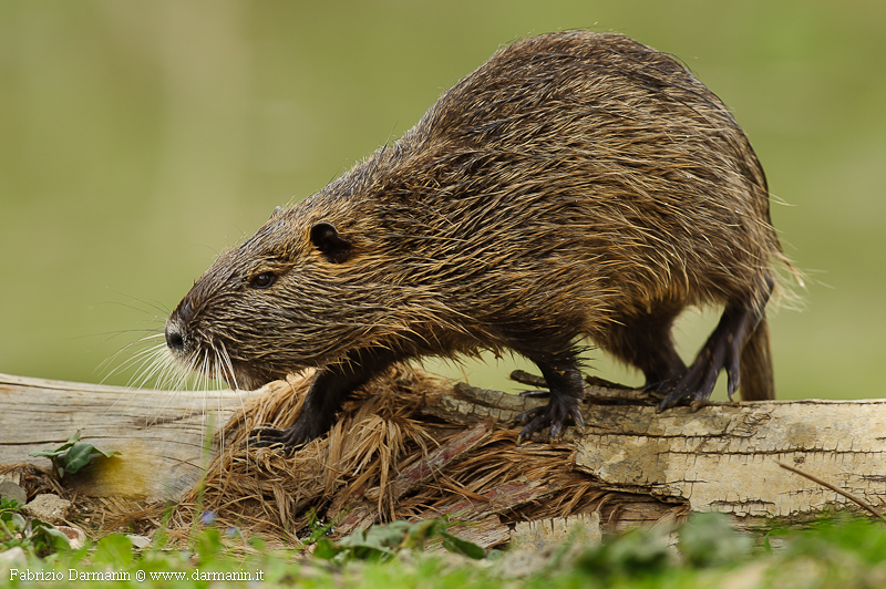 nutria
