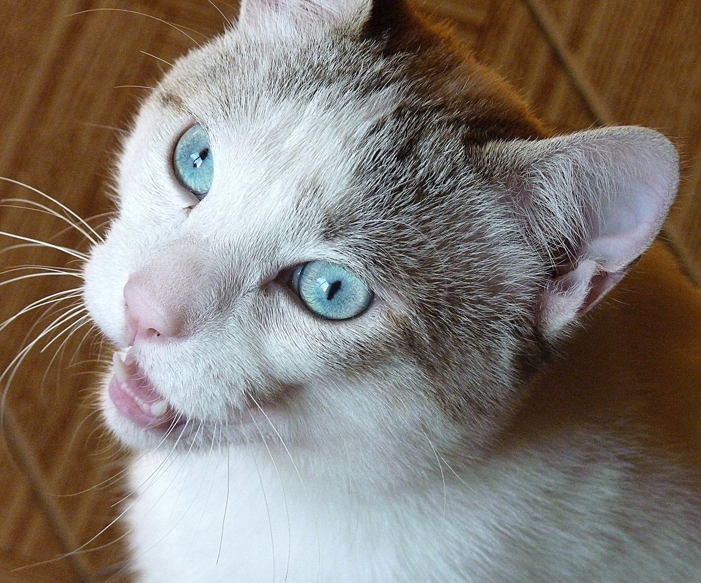 I am Romeo ....... Er mejo of the Colosseum