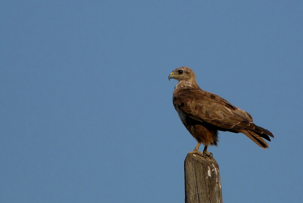 Buzzard