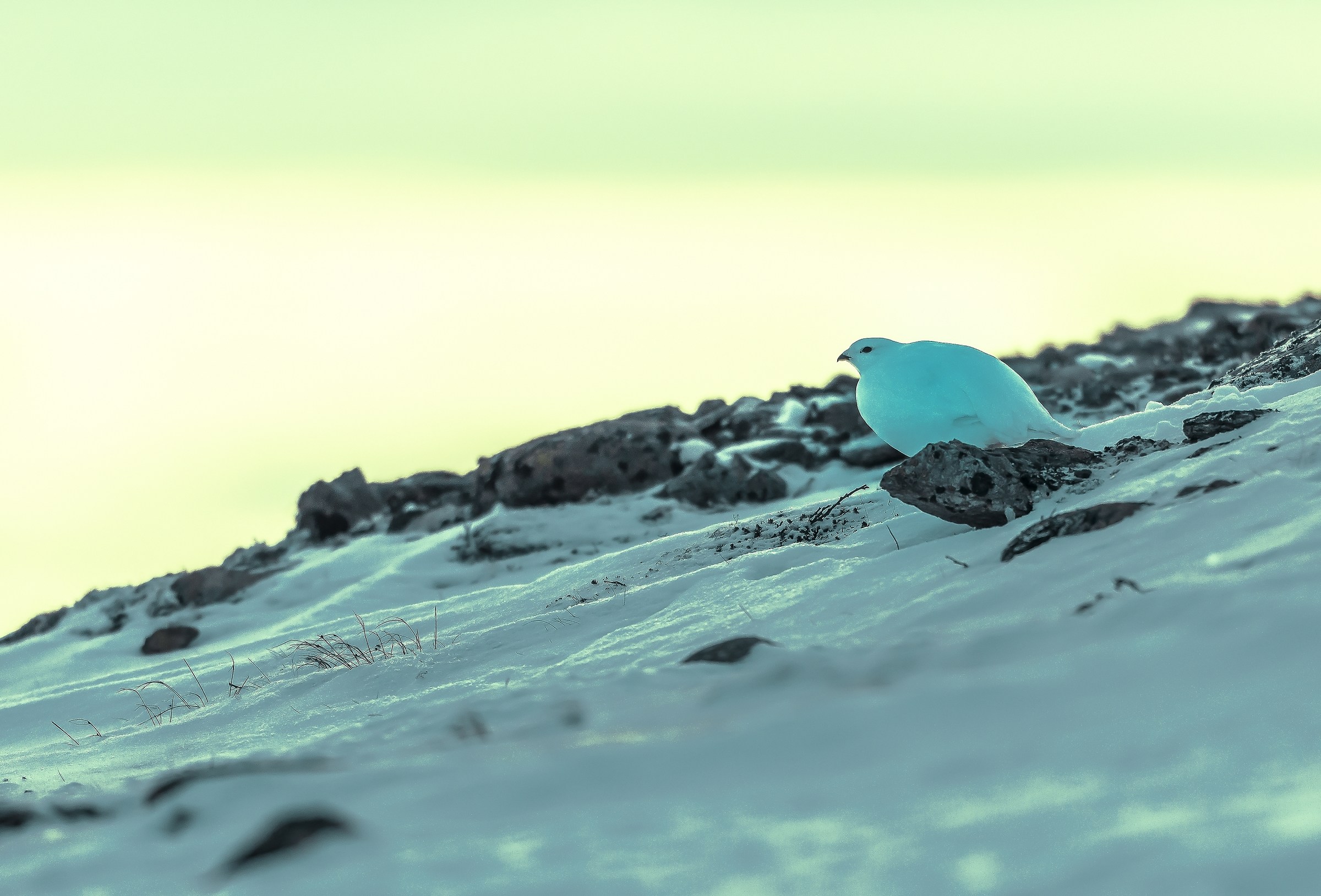 Dovrefjell 2017 - Pernoce artica