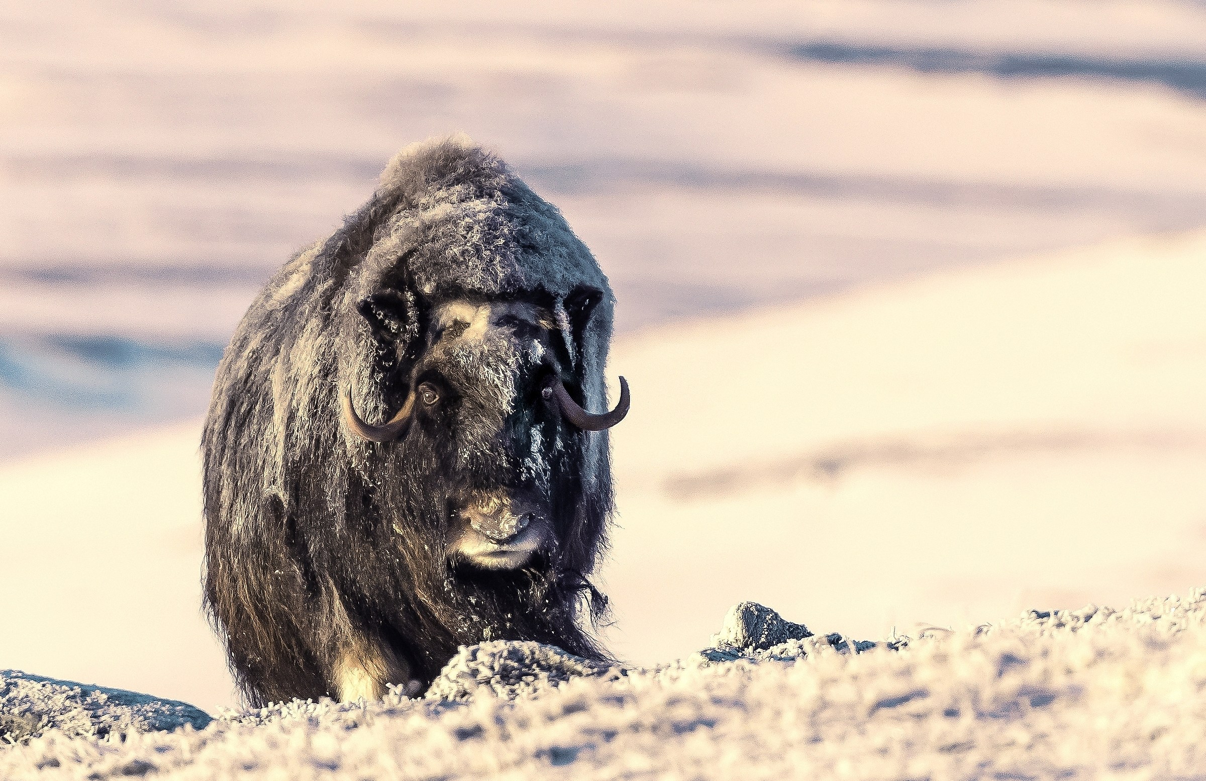 Dovrefjell 2017 - Musk ox, tra la nebbia e il gelo