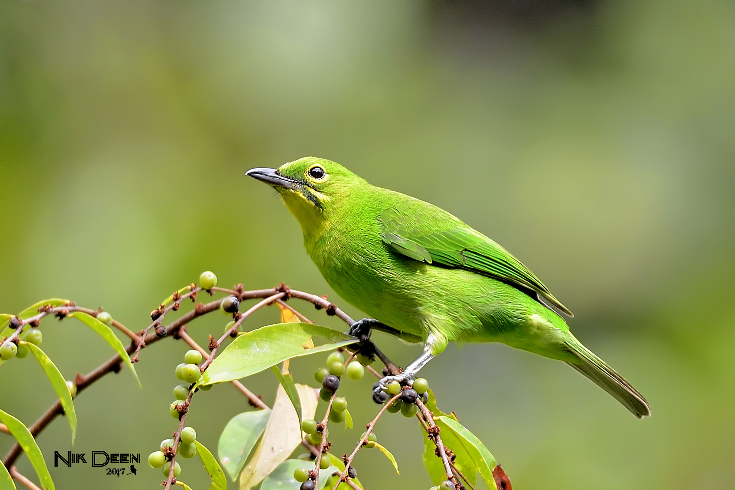 Green Leafbird