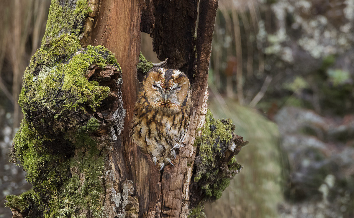 tawny owl