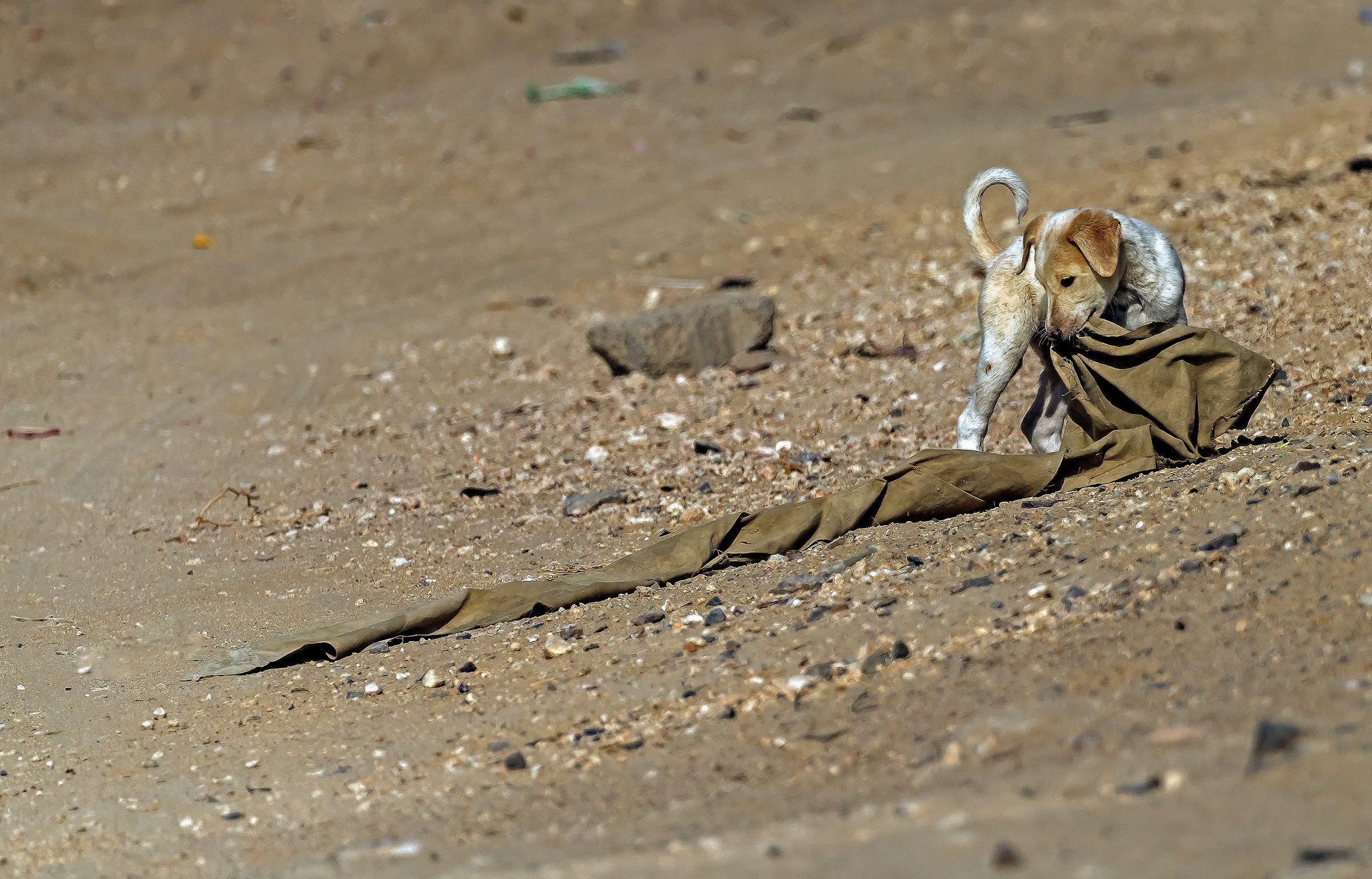 Rajasthan 2017 - In un piccolo villaggio rurale