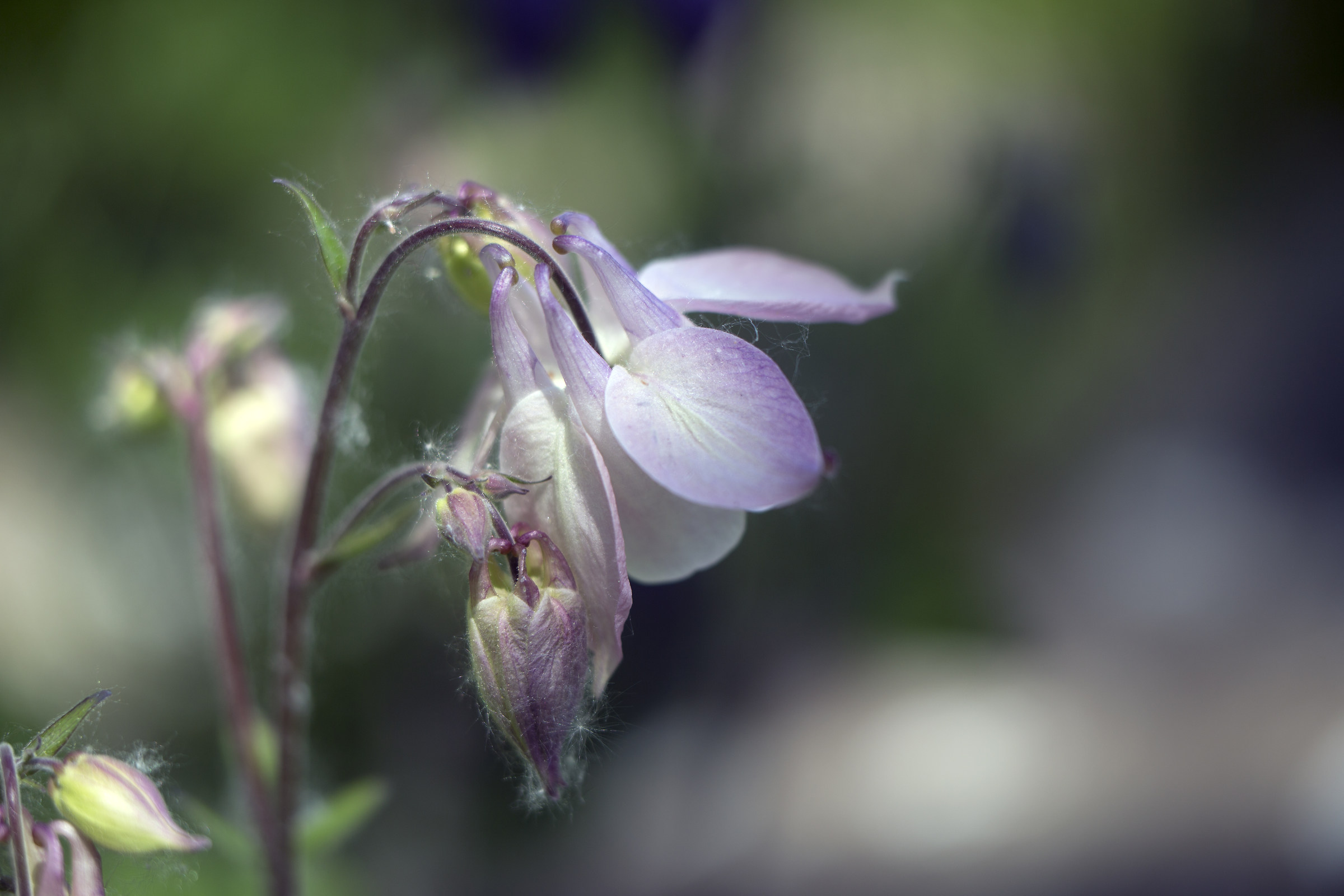 Aquilegia