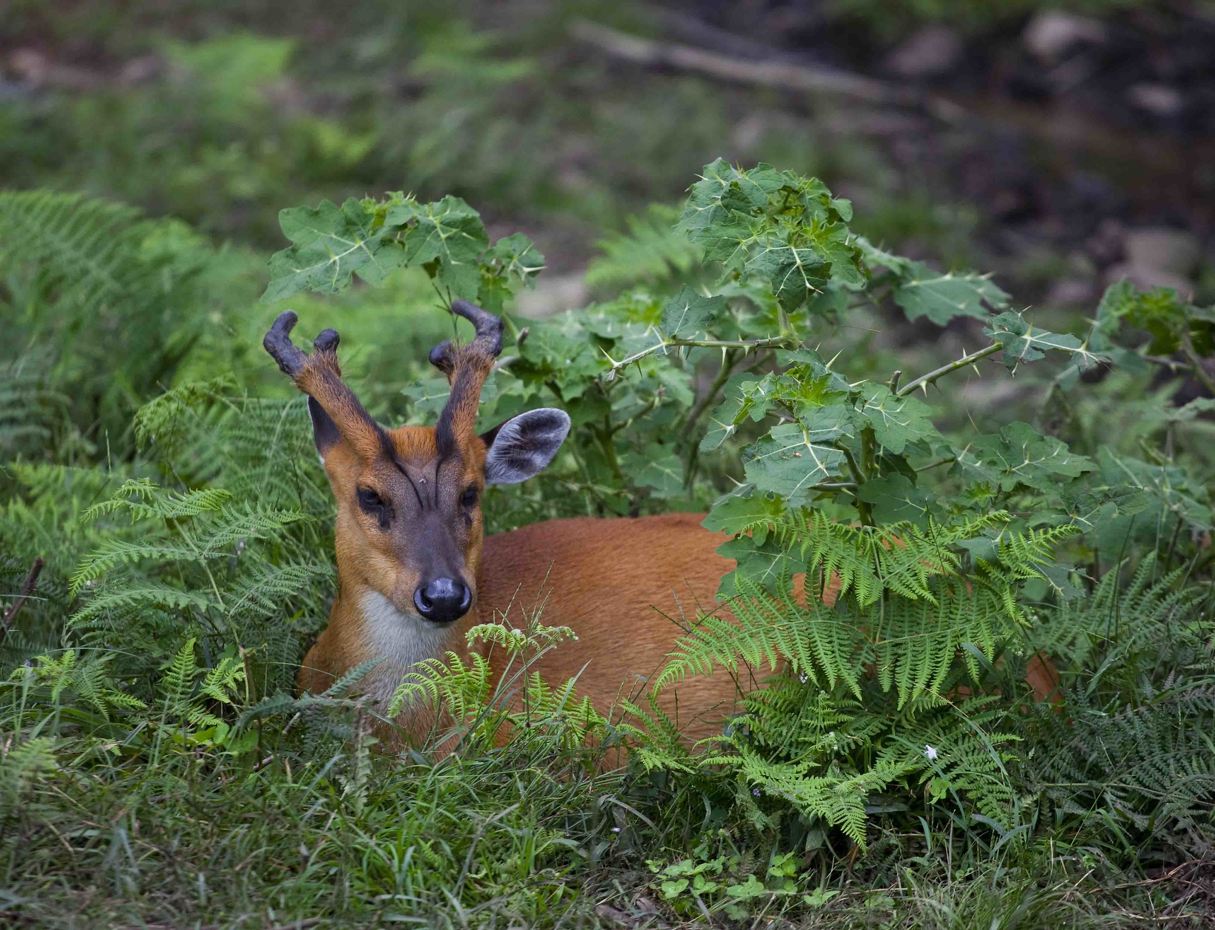 in Bhutan