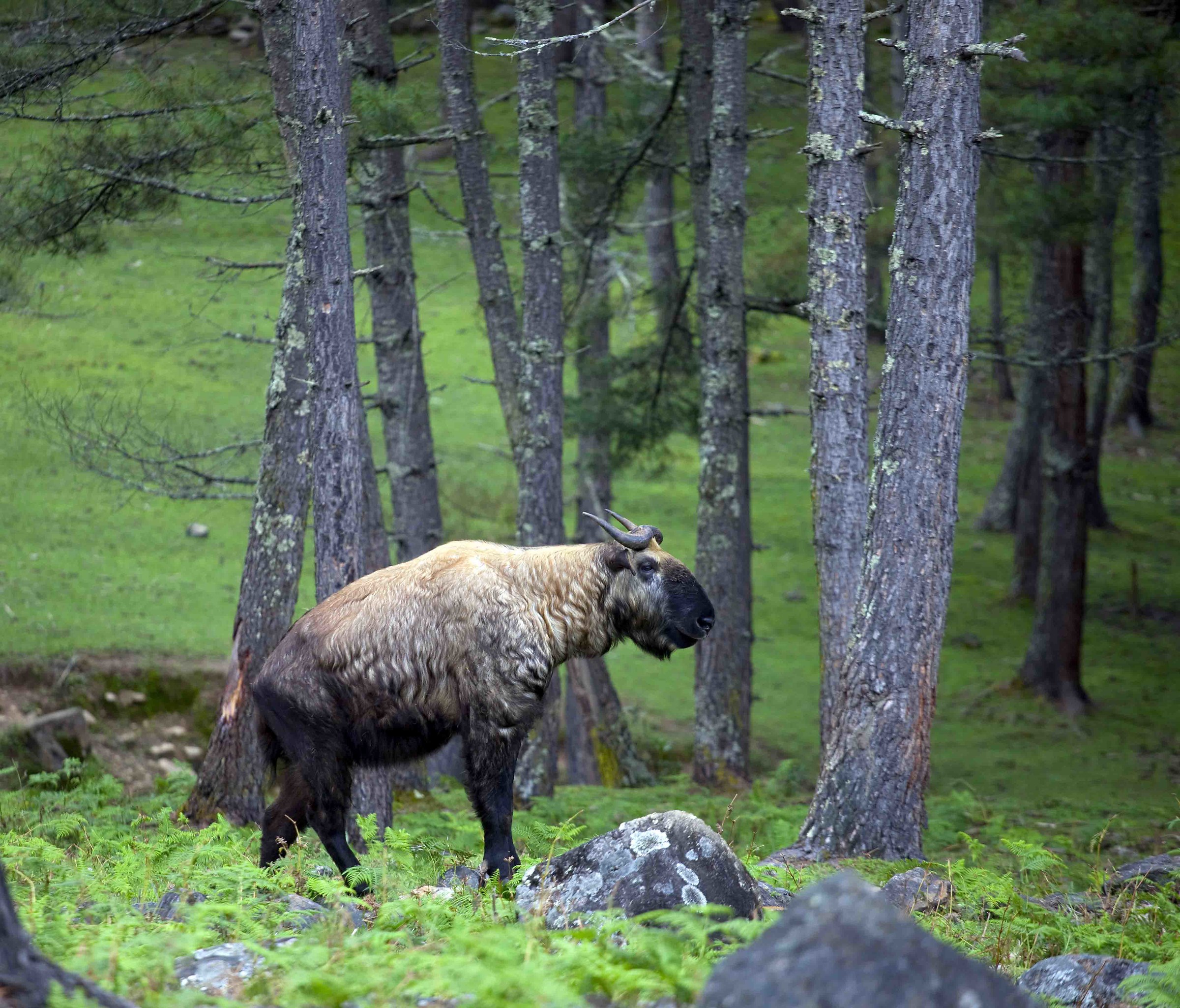 high altitude takin - Bhutan