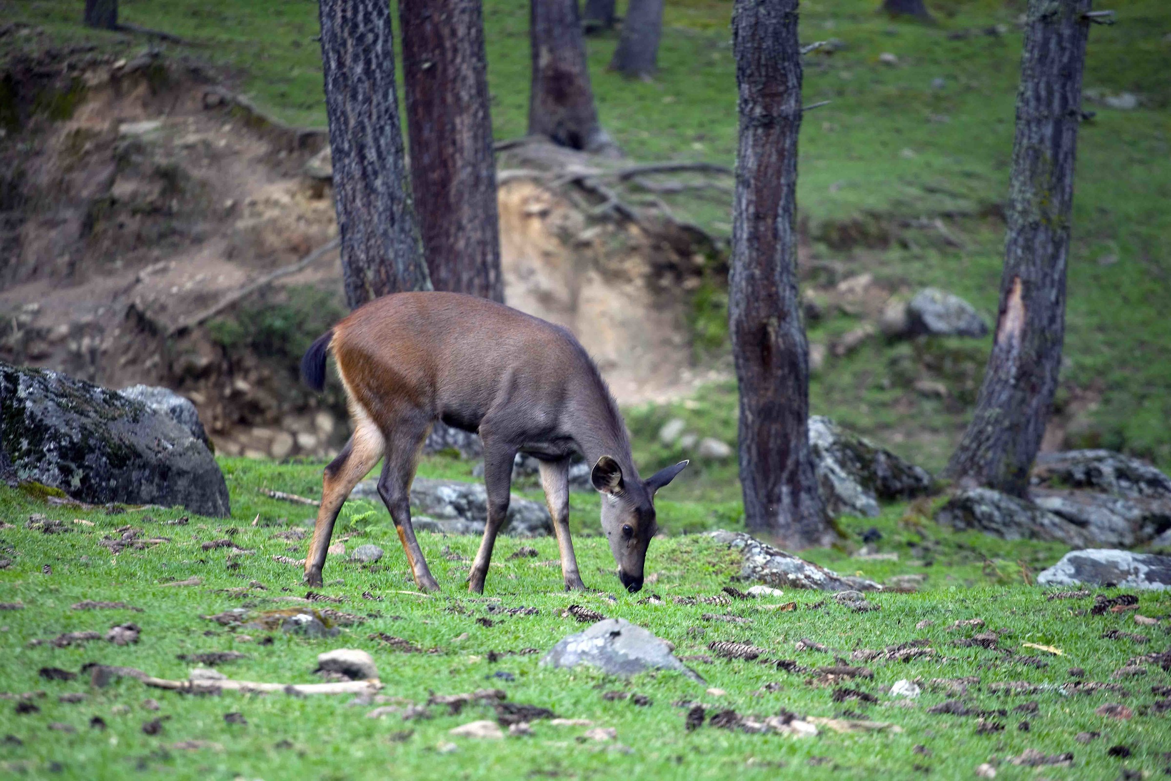 Doe - Bhutan