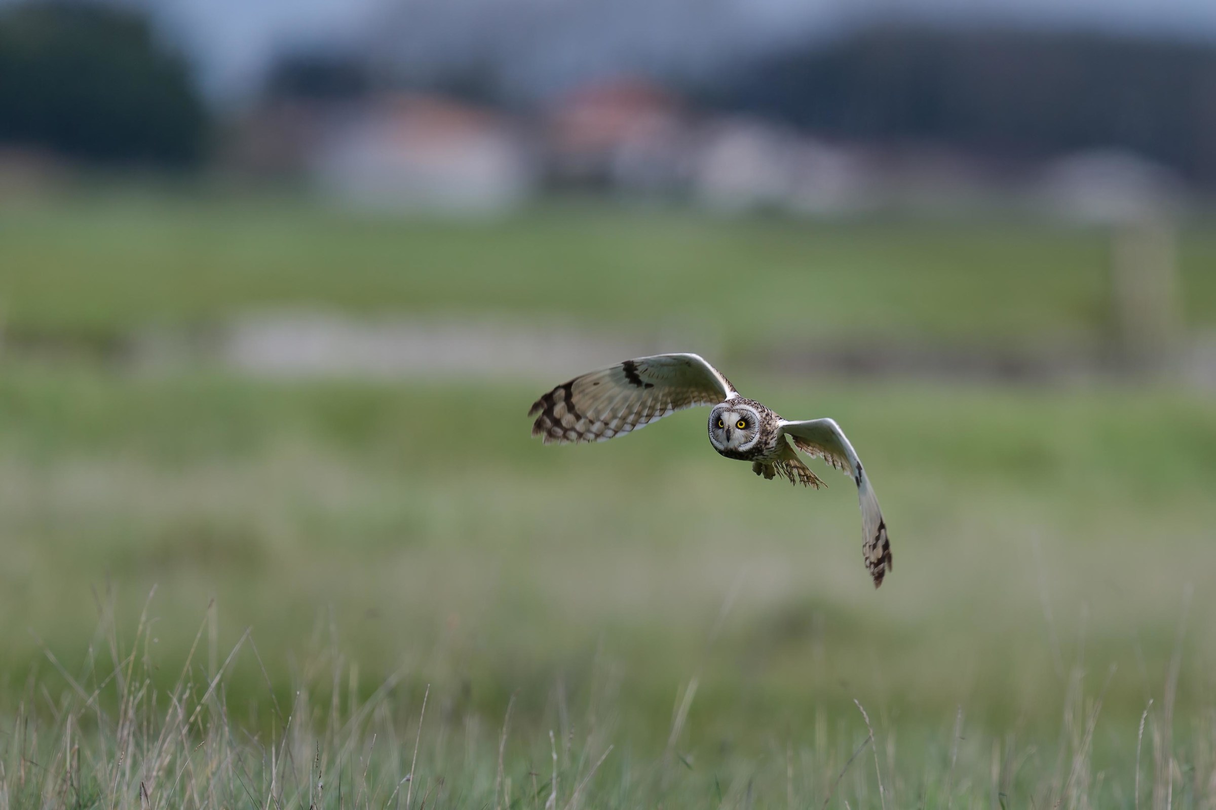 Breve gufo di palude