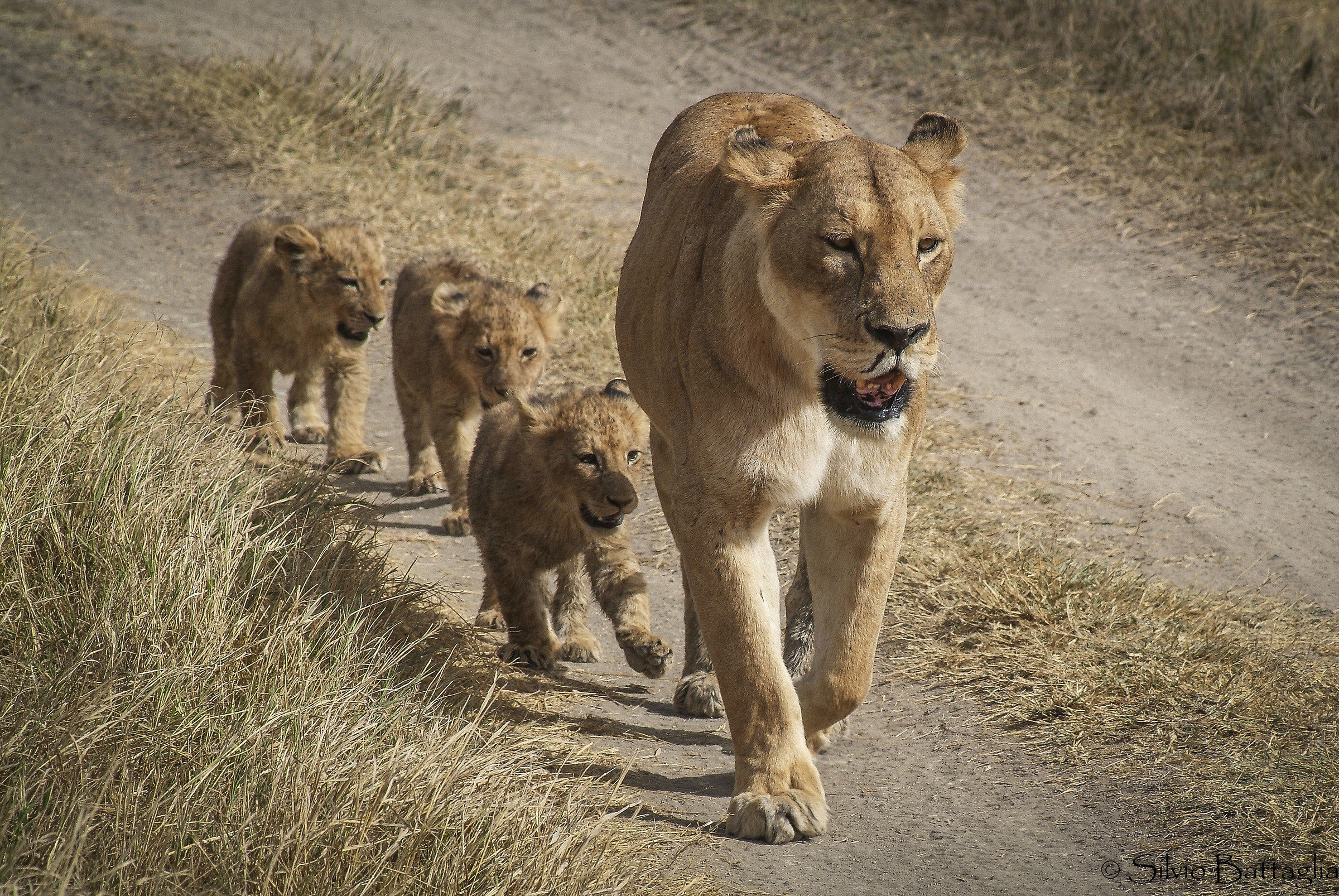 Wait, ma! Serengeti NP - Tanzania