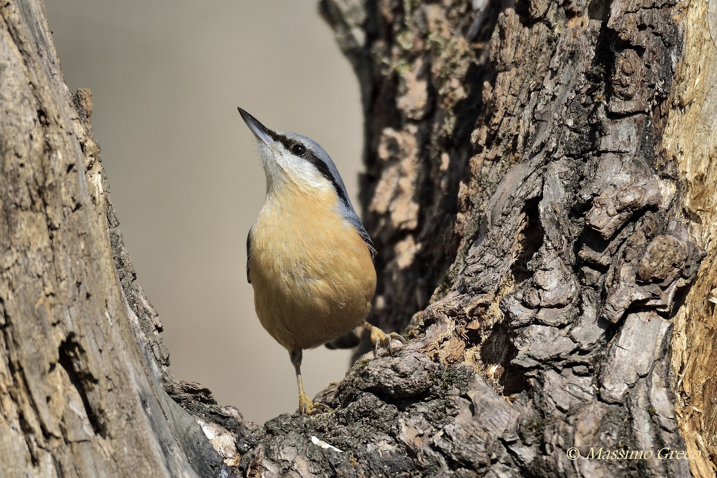 Picchio muratore (Sitta europaea)