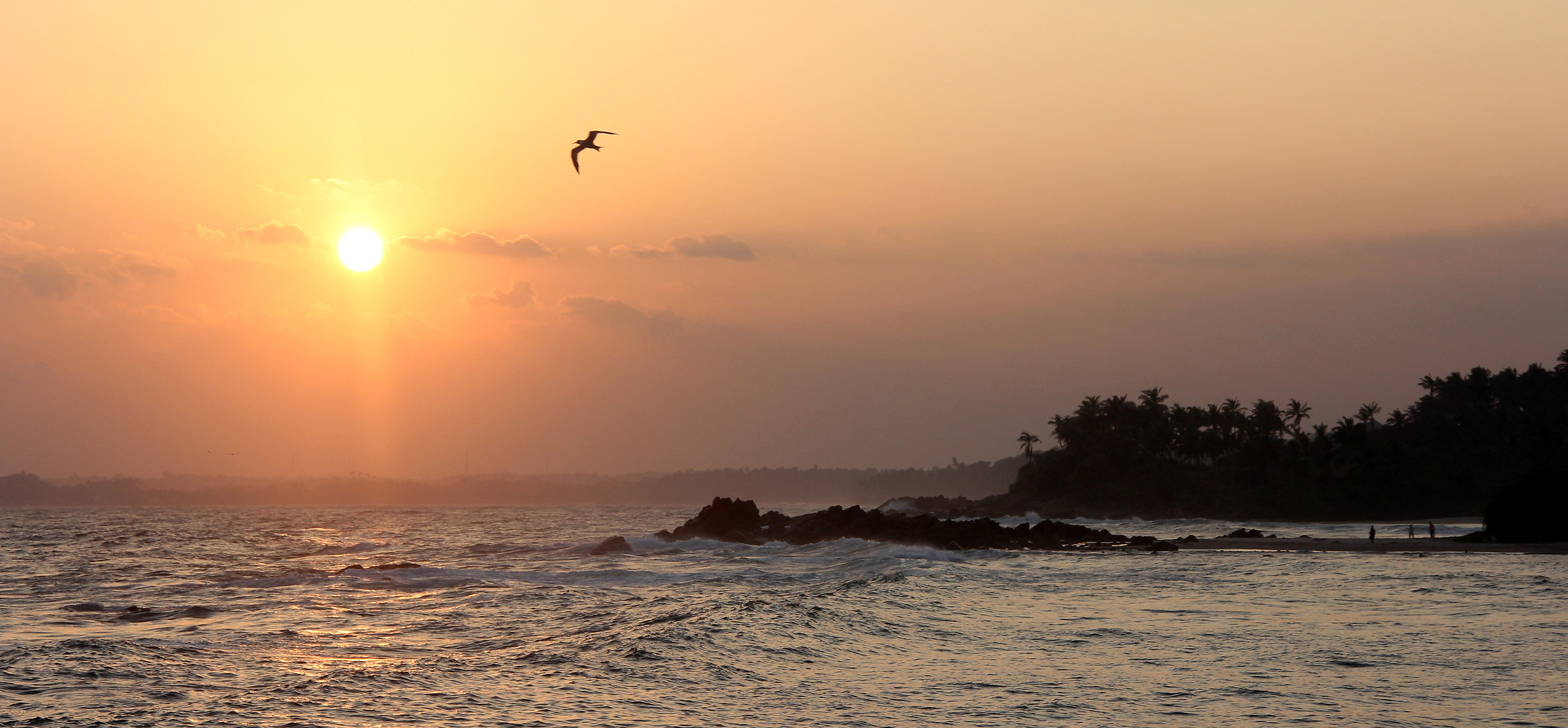 The greeting of the sea swallow