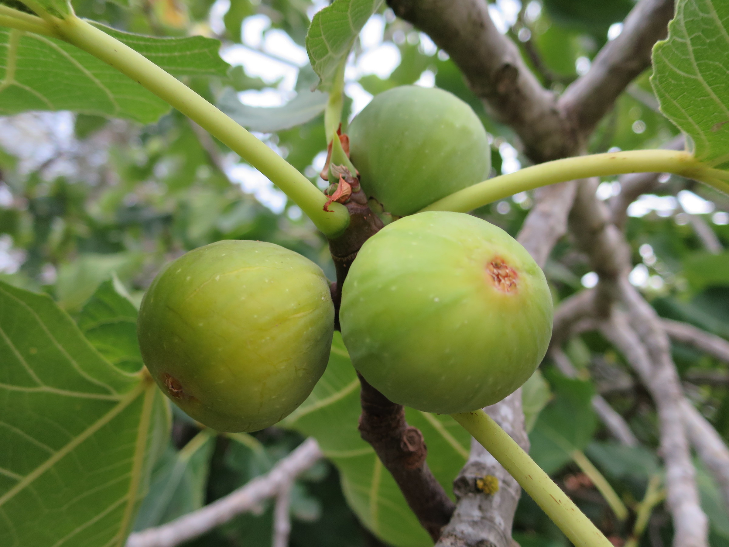 figs