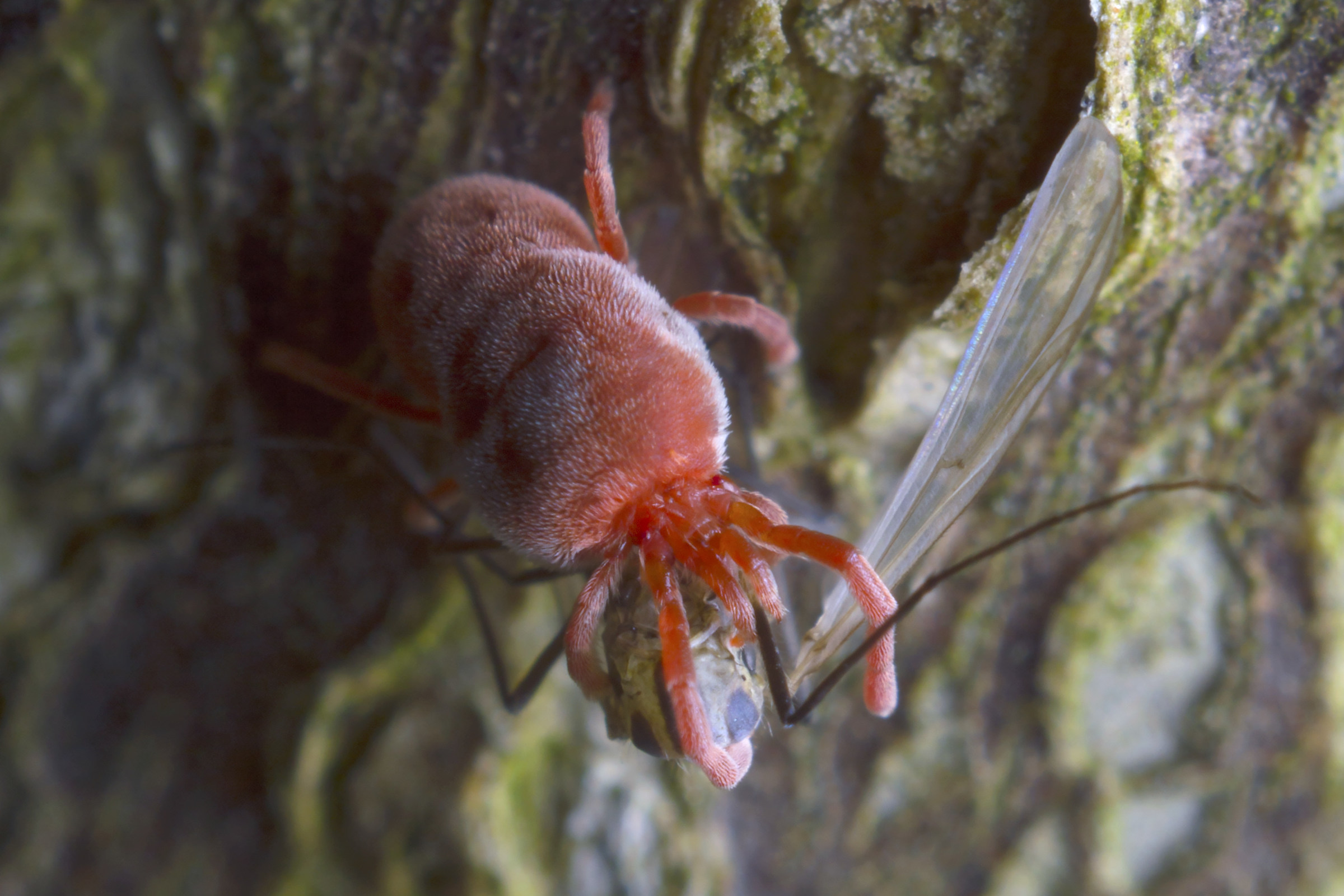 Acaro rosso con preda