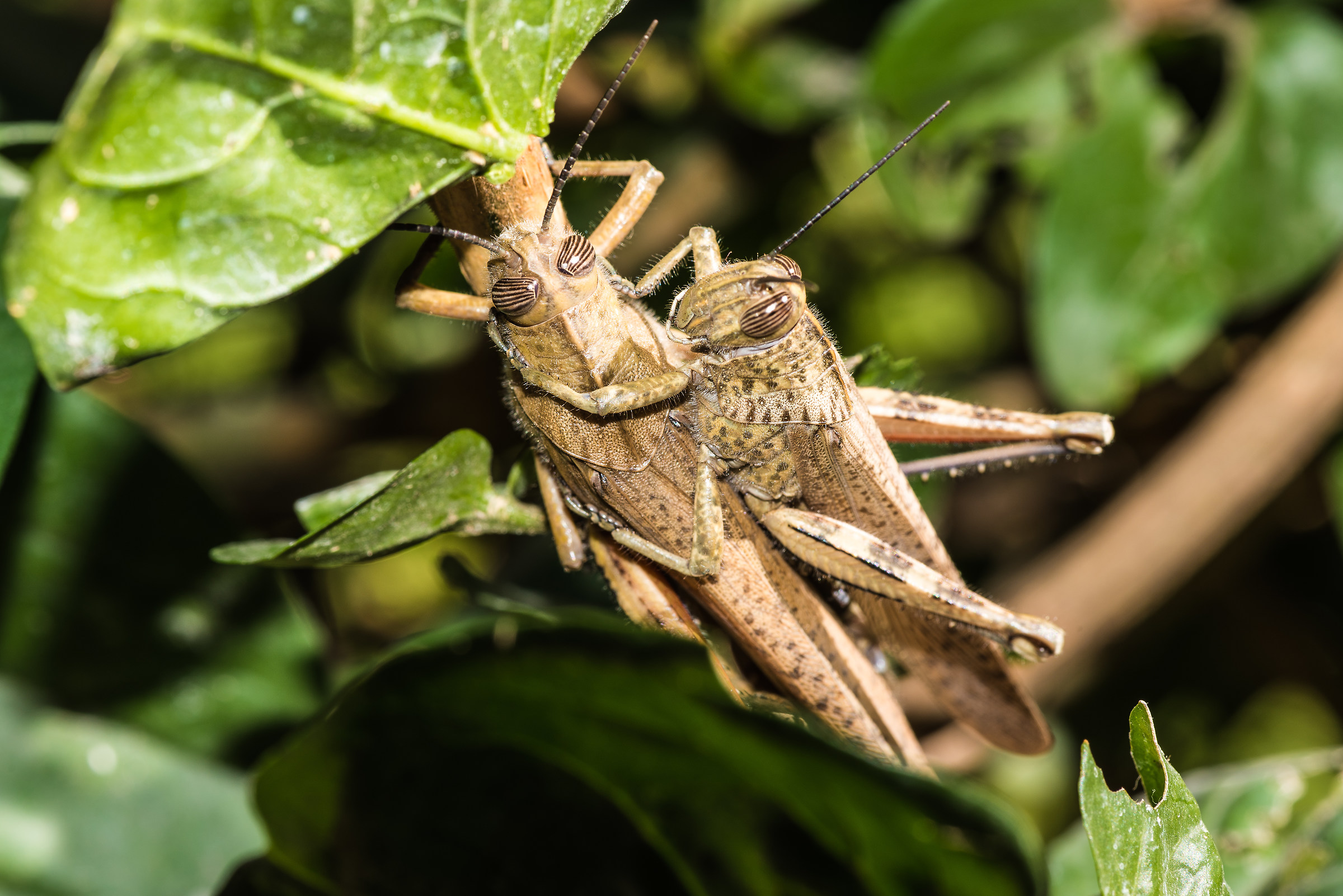 Cavallette abbracciate...