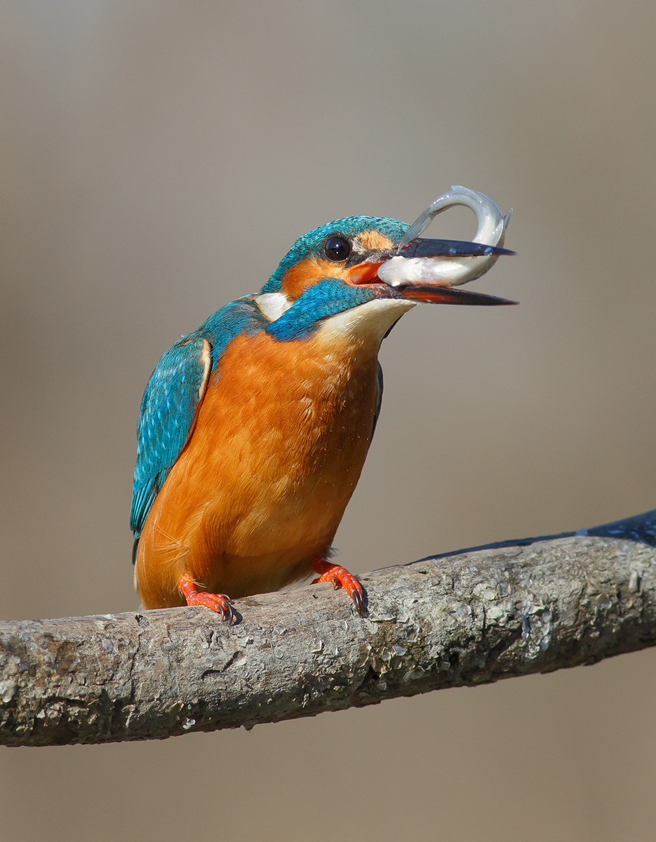 Martin pescatore con preda