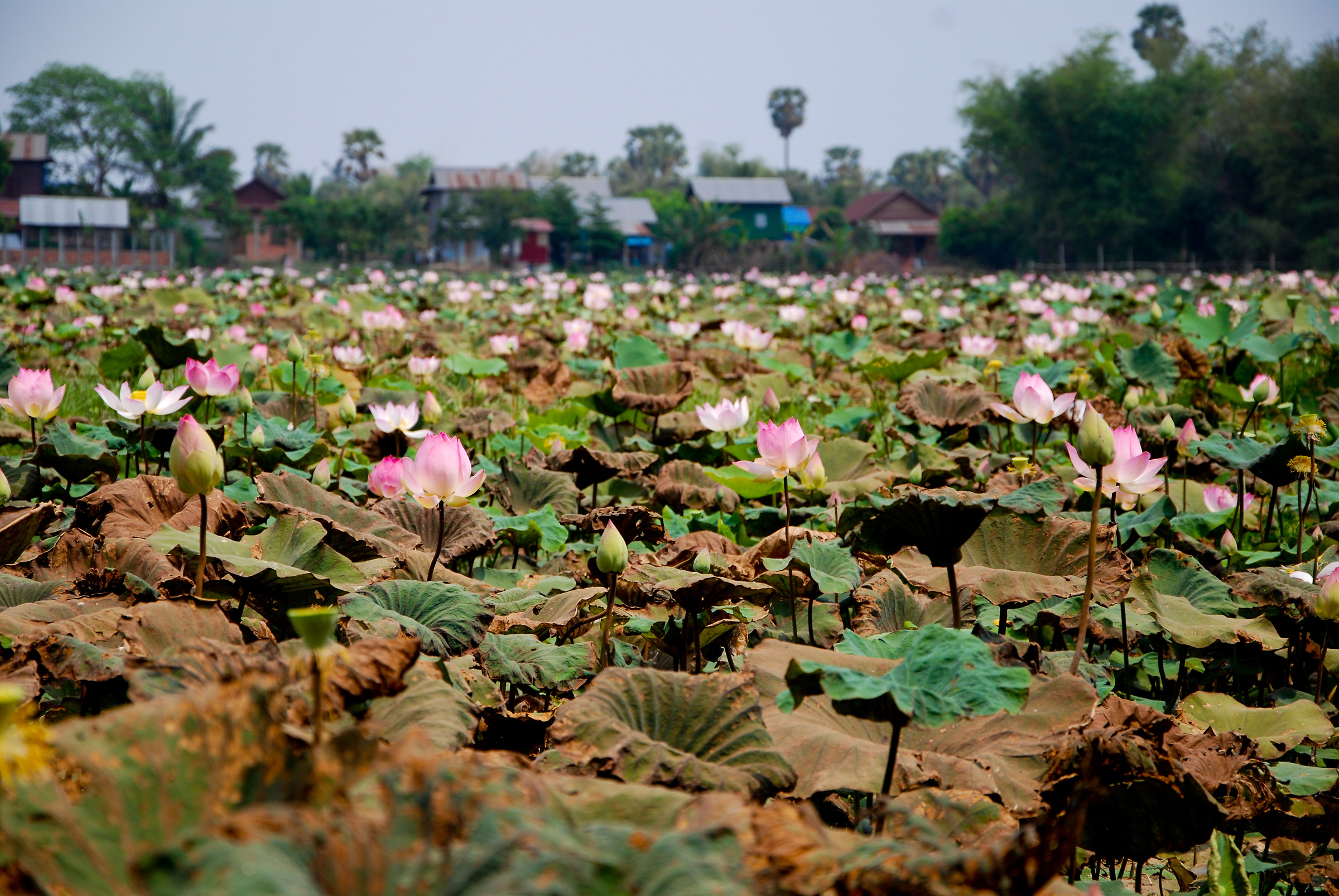 Lotus Plant