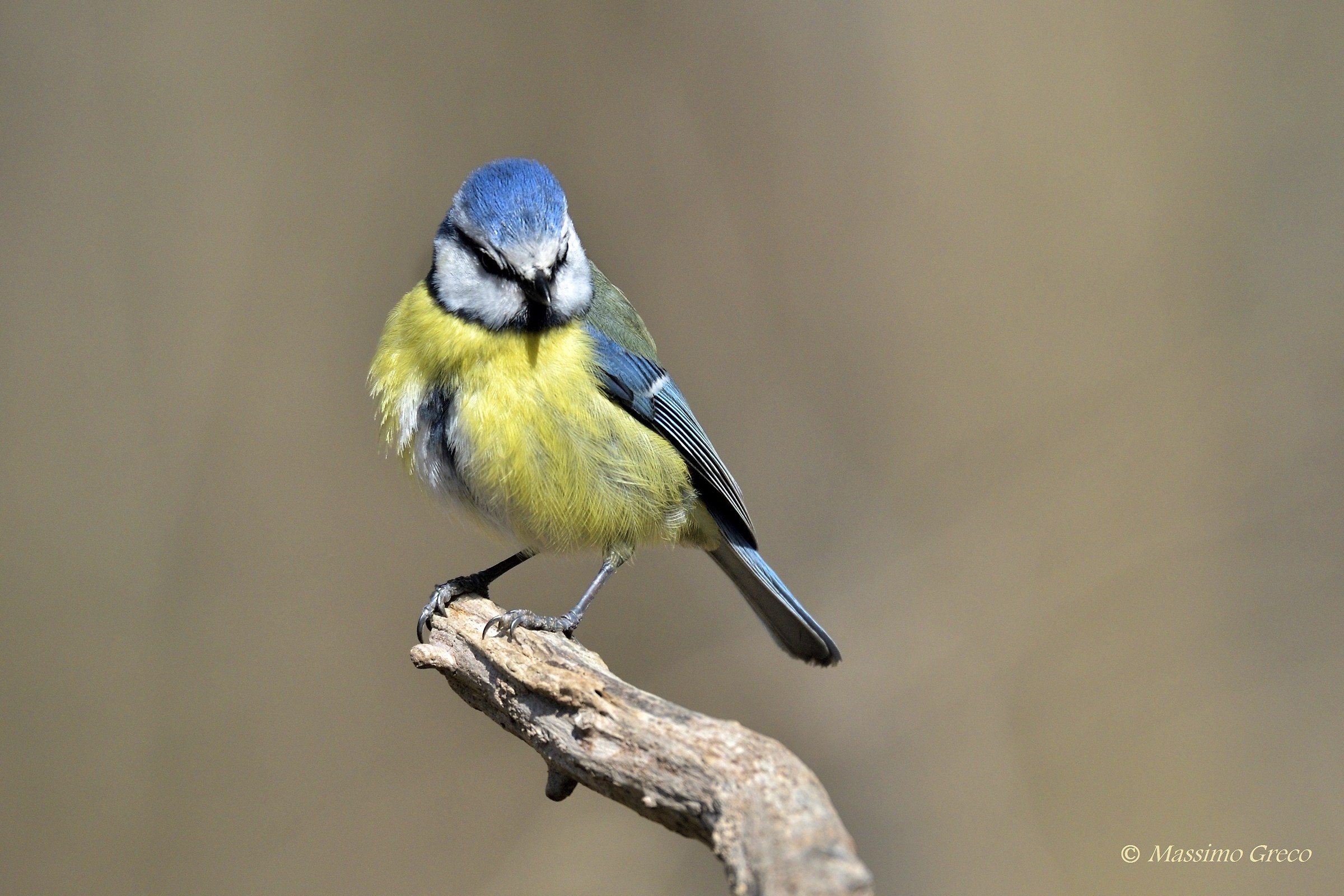Cinciarella (Cyanistes caeruleus)