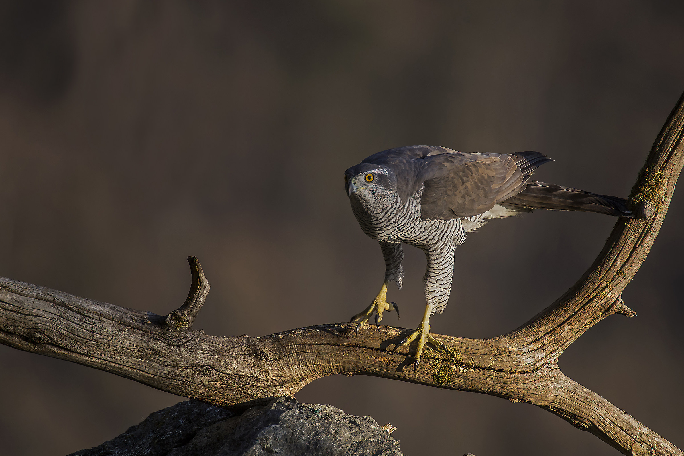 goshawk