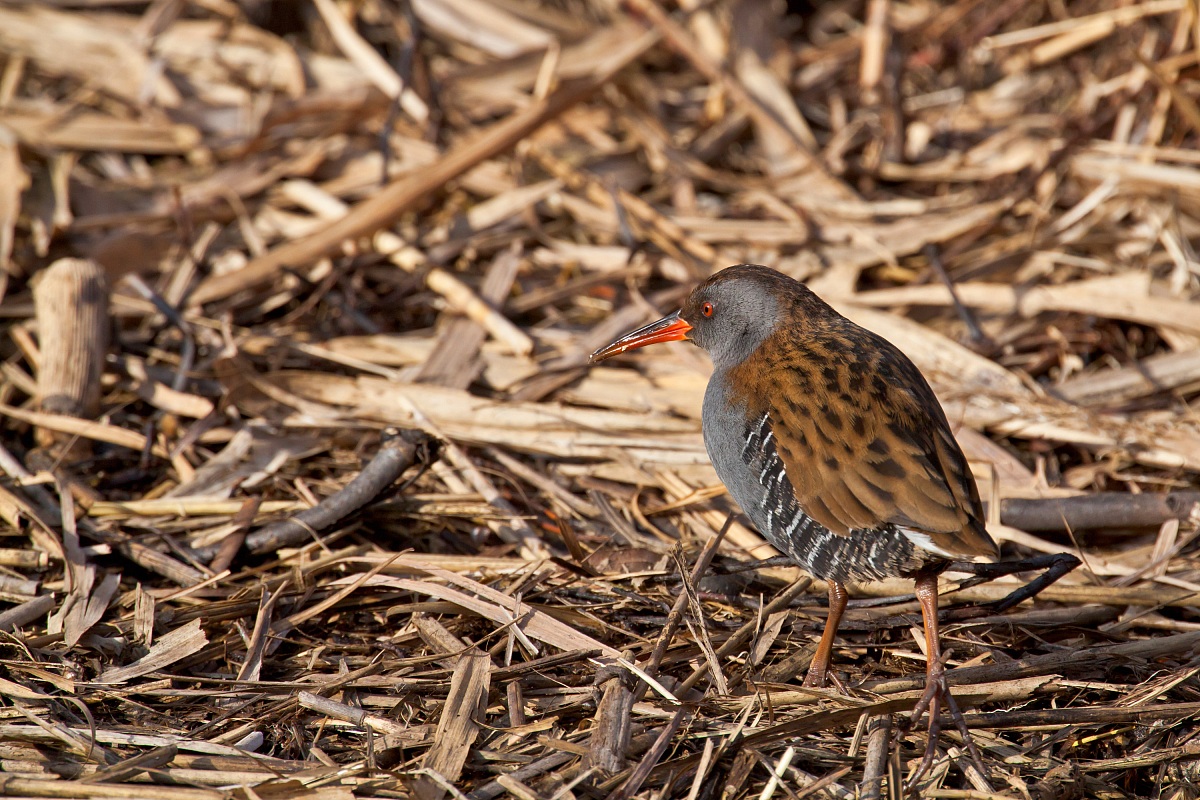 Water Rail