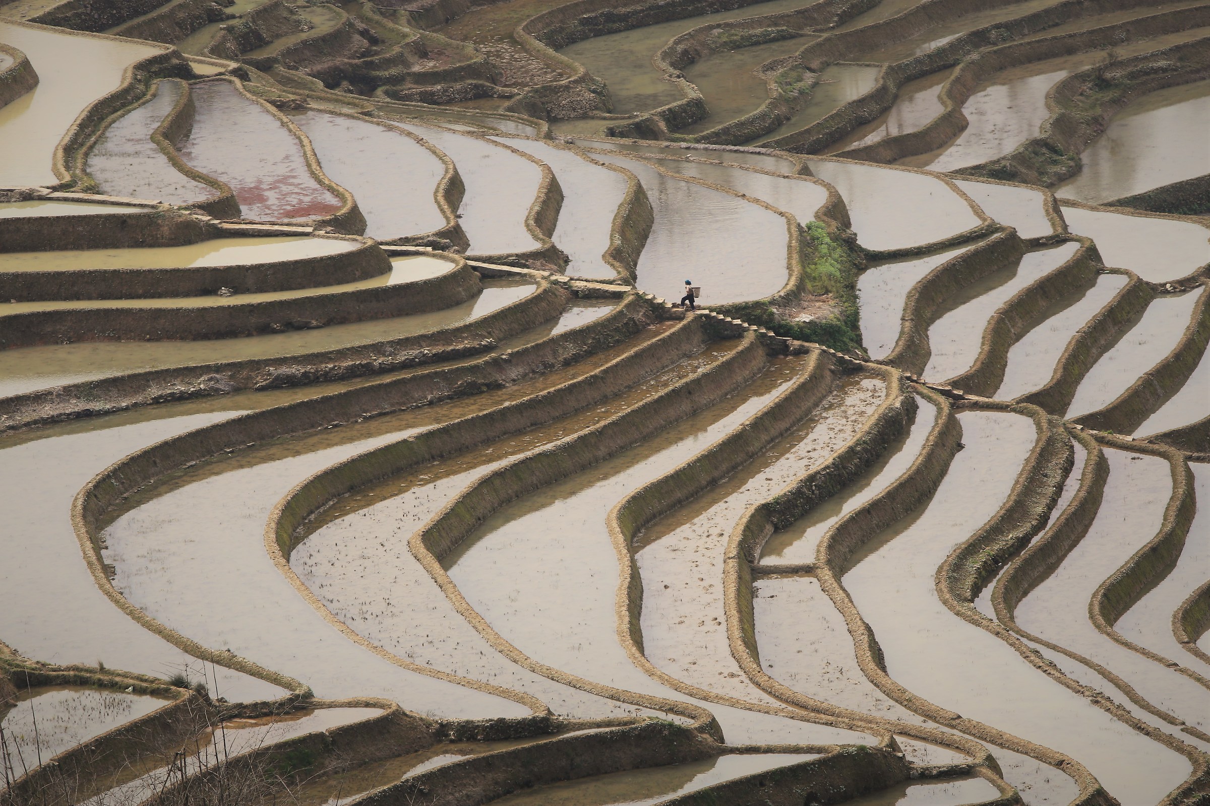 Yunnan rice fields (china)