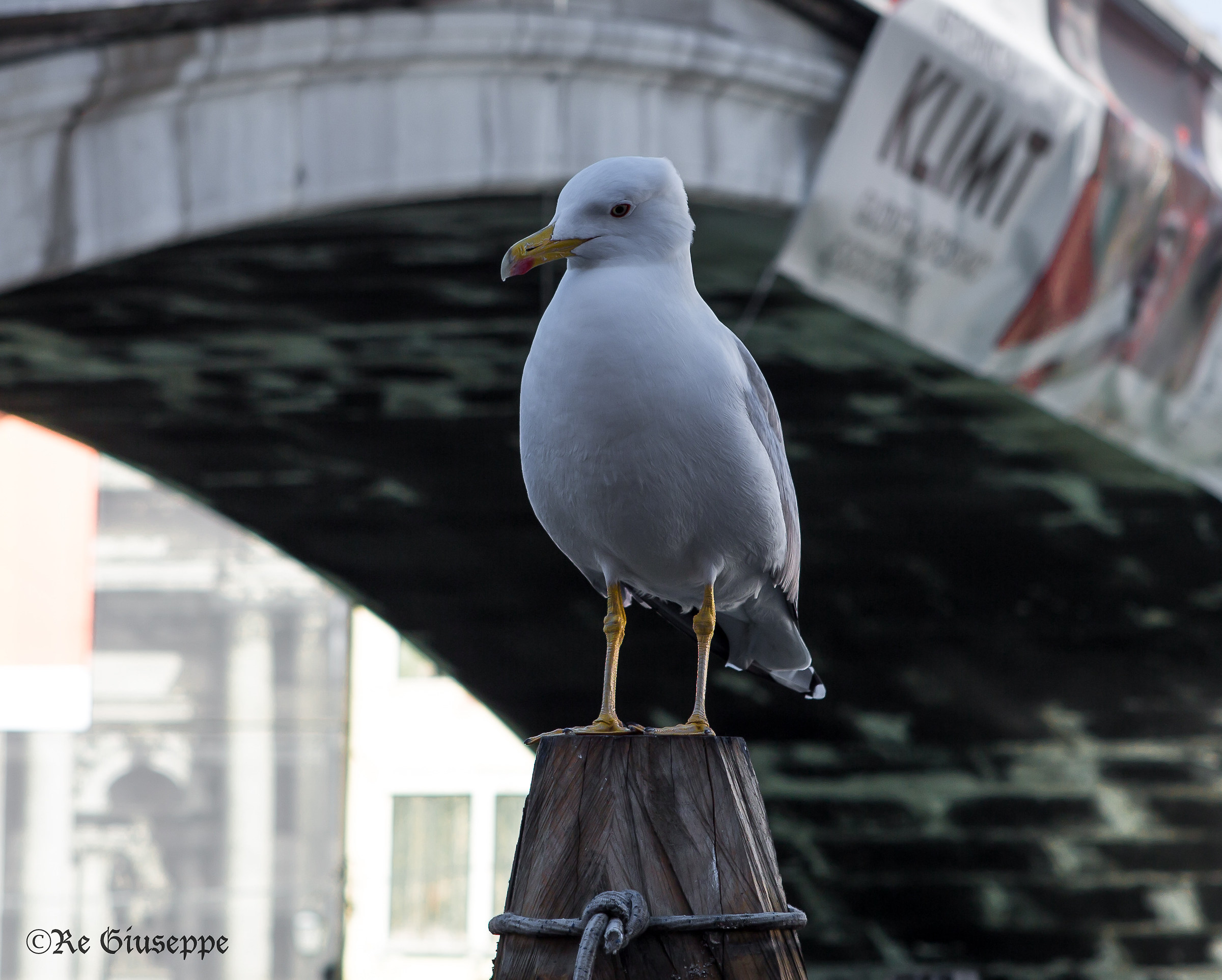 the Grand Canal guardian Seagull