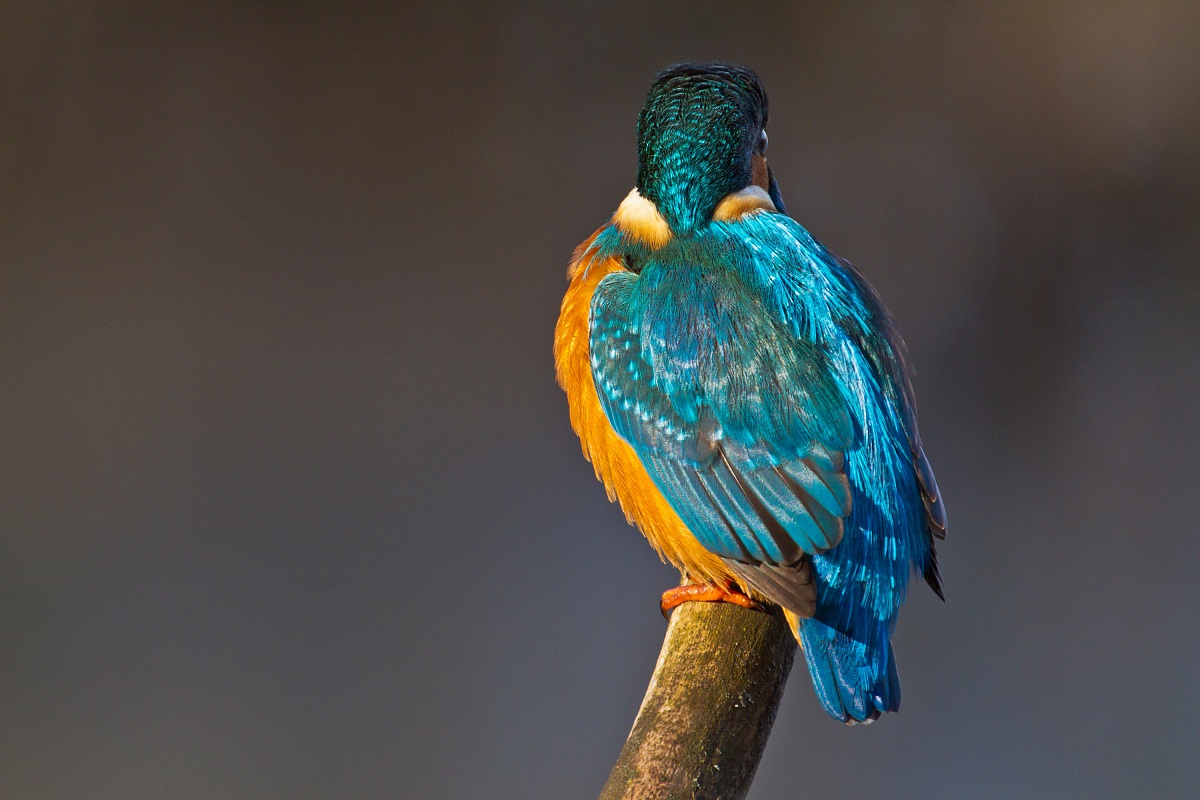 The B-side of Martin ....