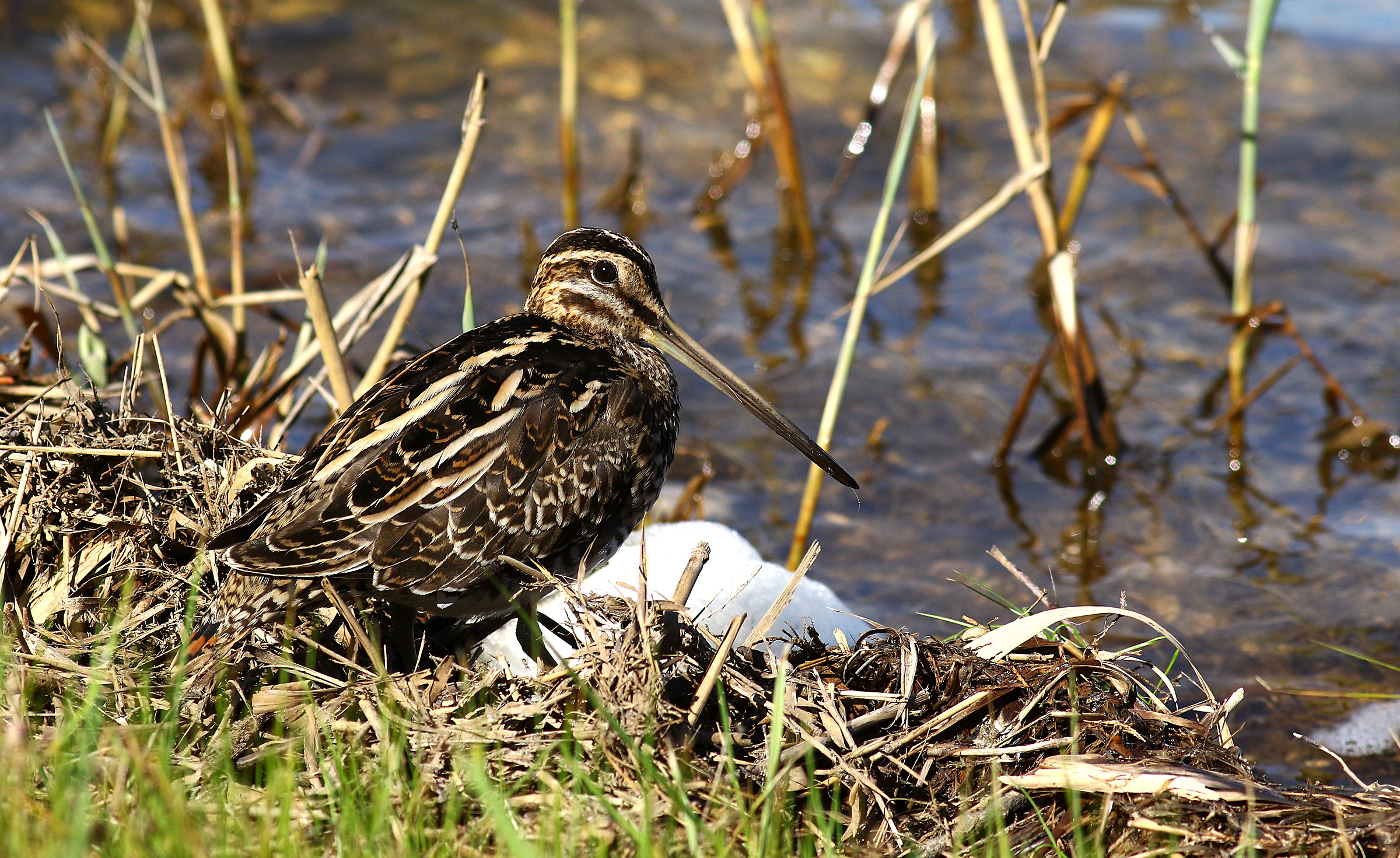 Sicilia- Beccaccino.