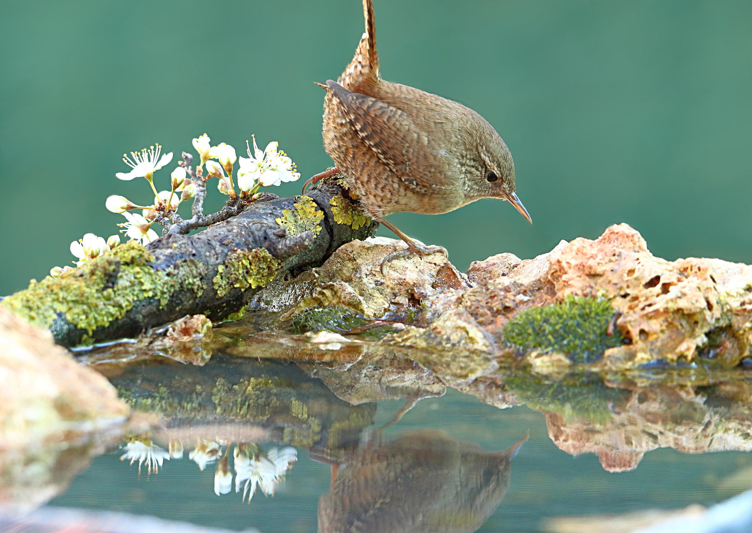 Wren