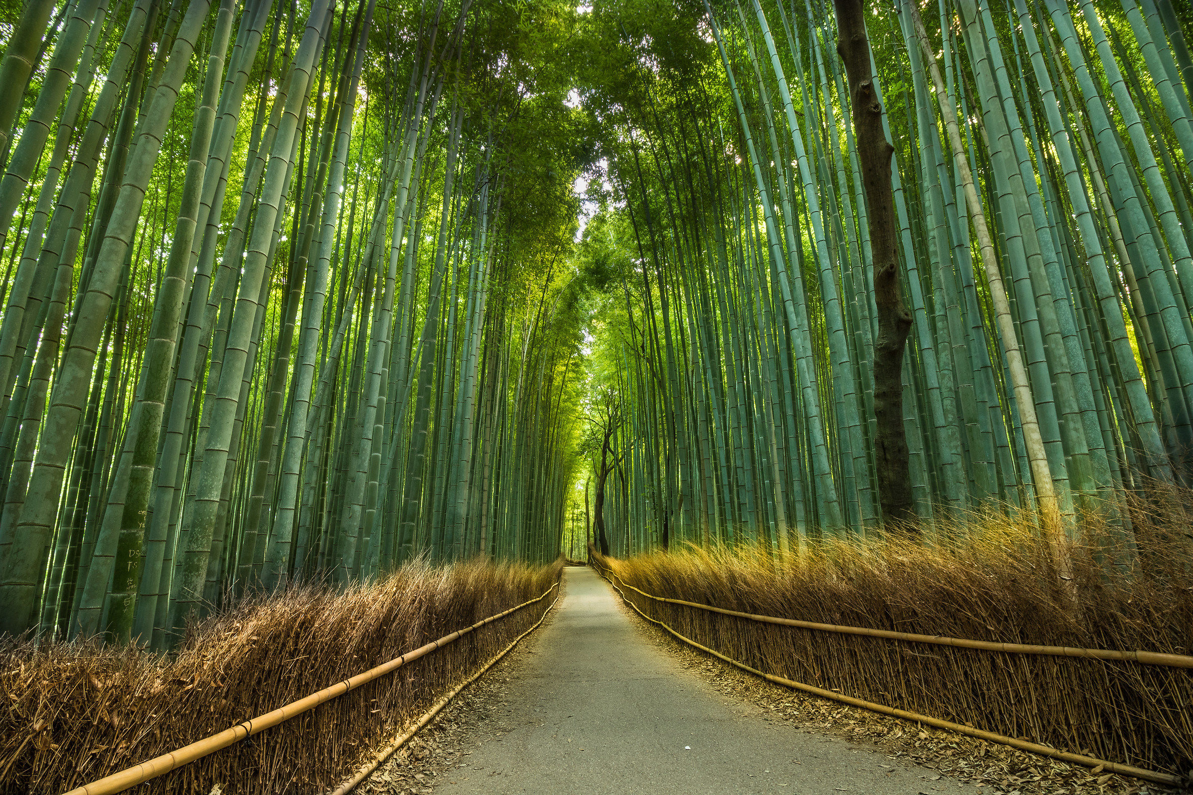 Bamboo Forest