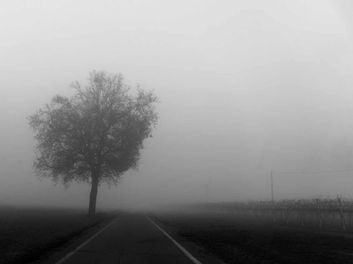 Lonely in the fog