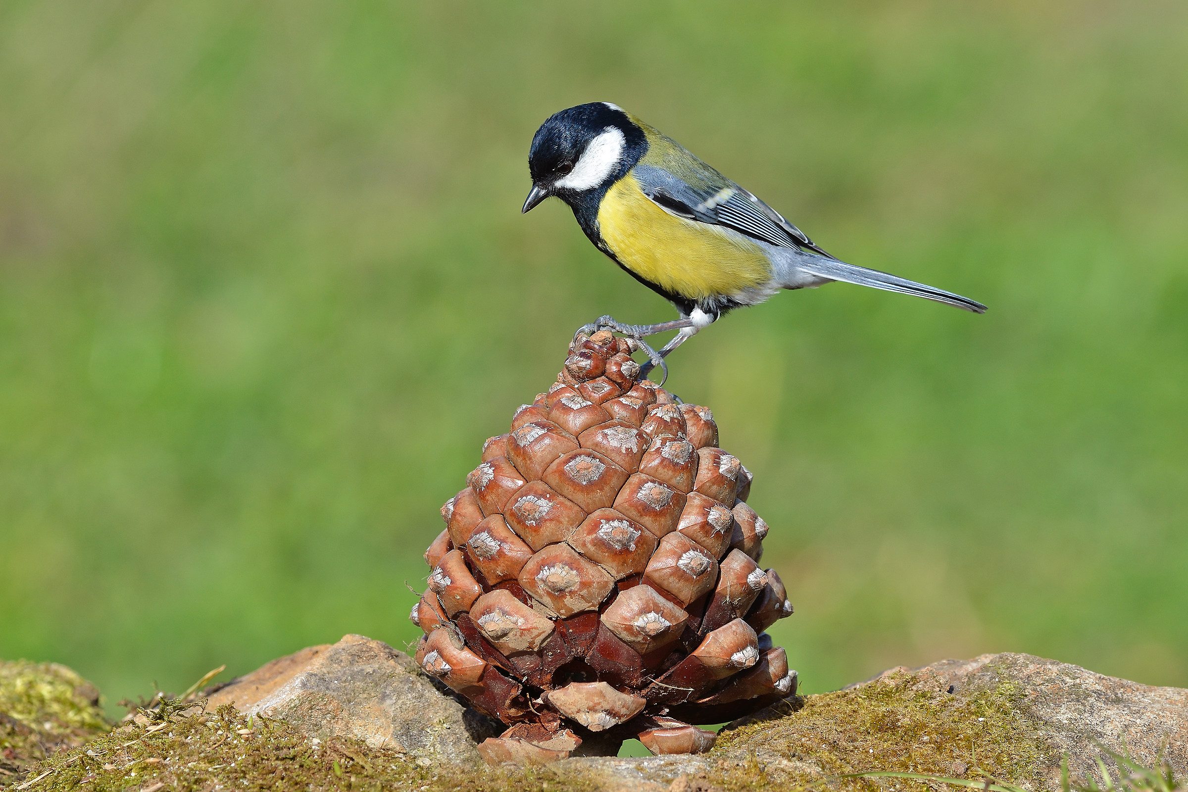 Cinciallegra (Parus major)