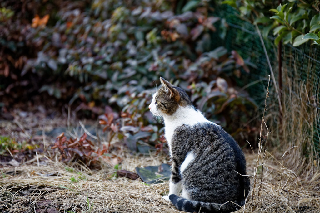 the cat of the neighbor in his favorite corner