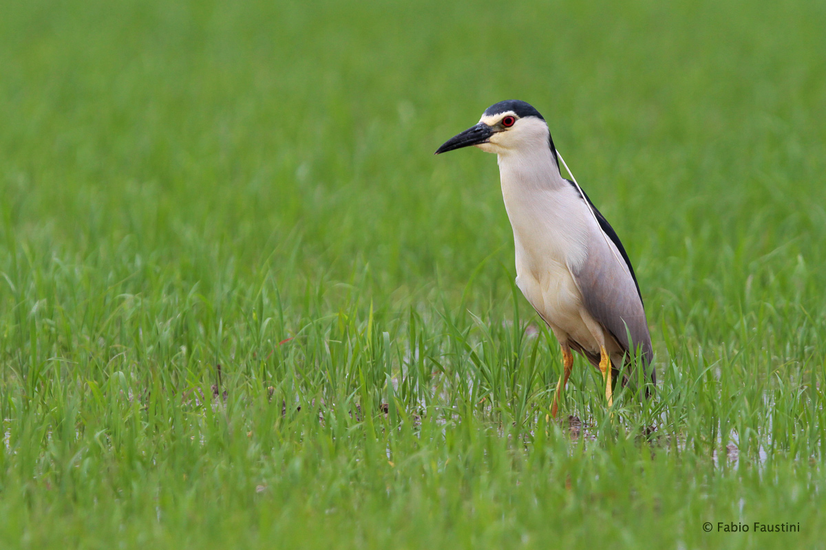 [no_id] Mi dite cos'è? Grazie