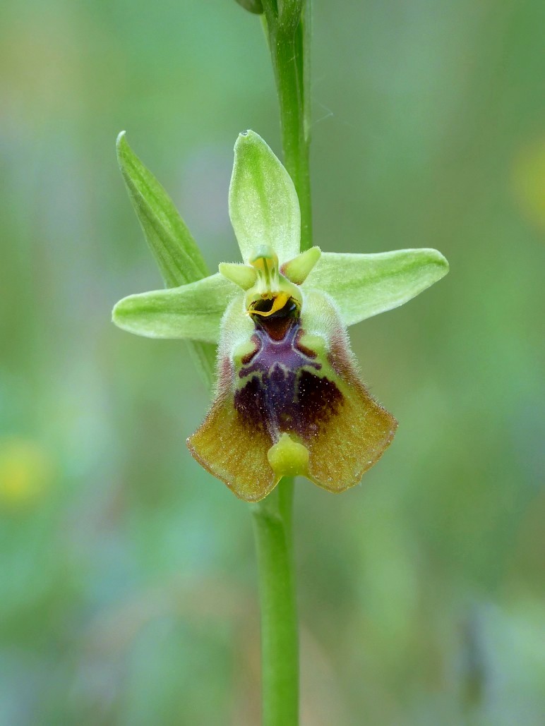 Ophrys lacaitae