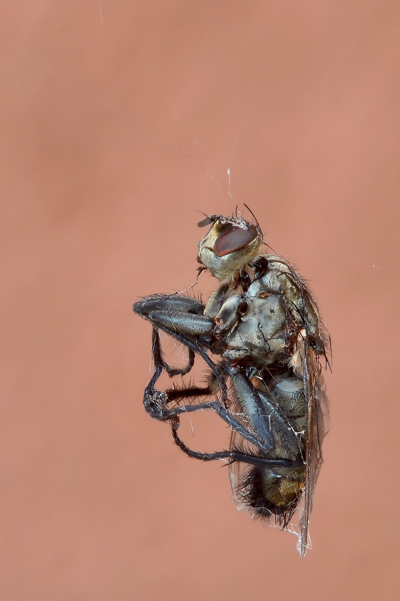 Catturata alla tela del Ragno