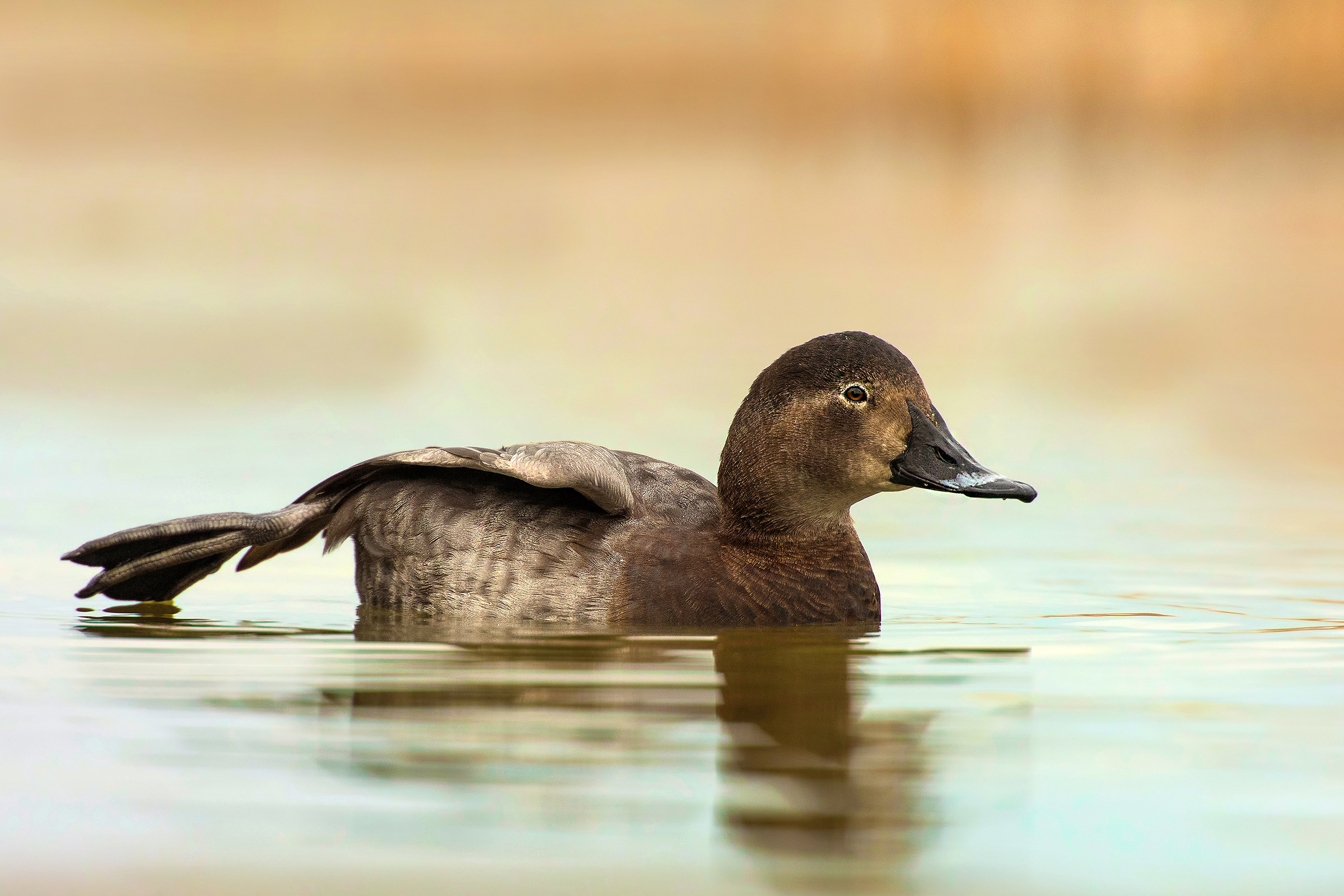 la stiracchiata2 (stretching)