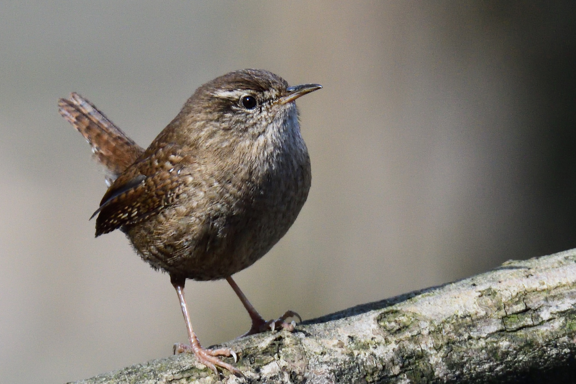 Wren