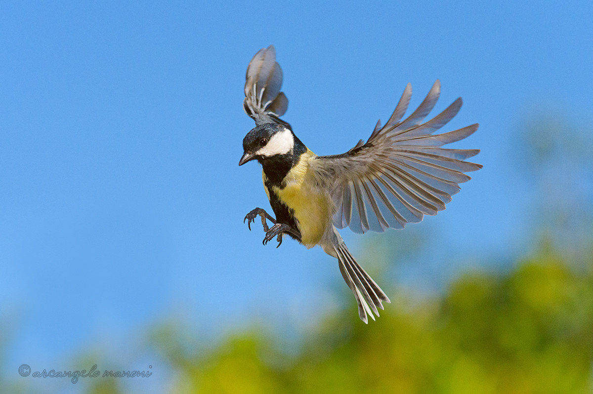 cogli l'attimo fuggente