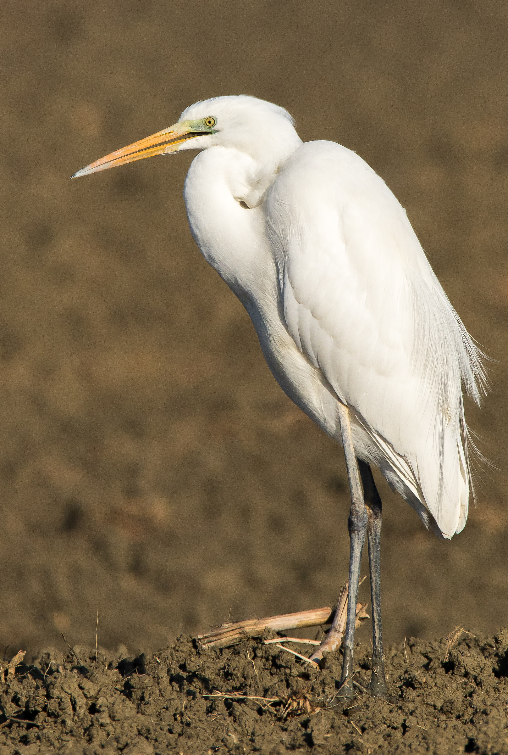 White Heron Maggiore