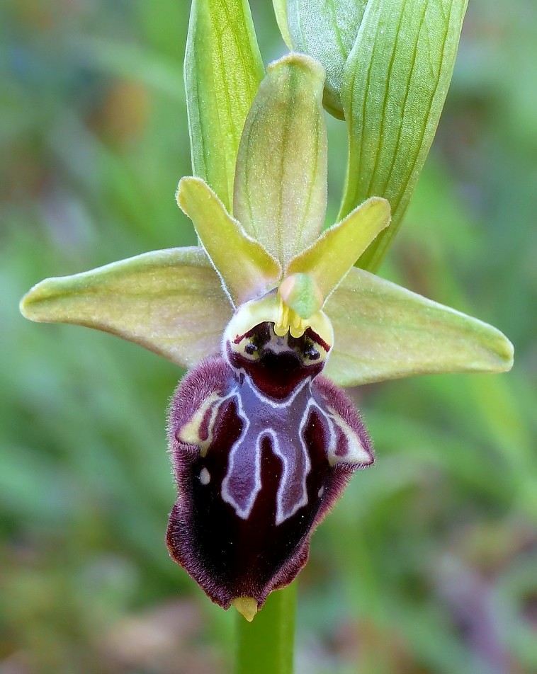 Ophrys apulicaXOphrys incubator