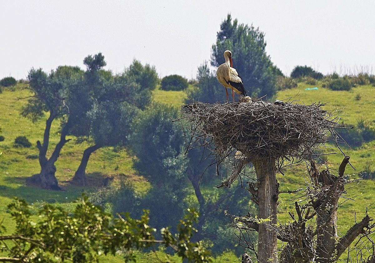 Storks